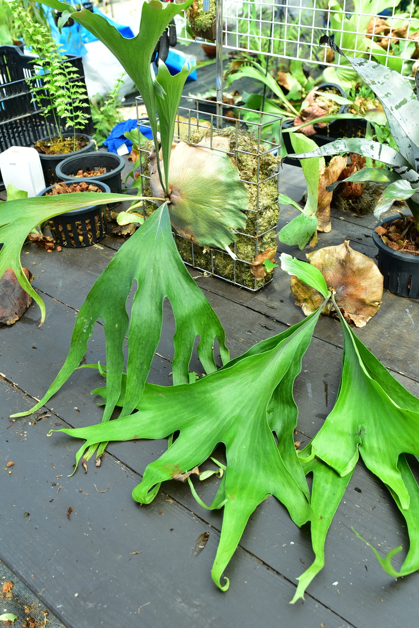 P.hillii cv.tt1 @bikamori.com ビカクシダ