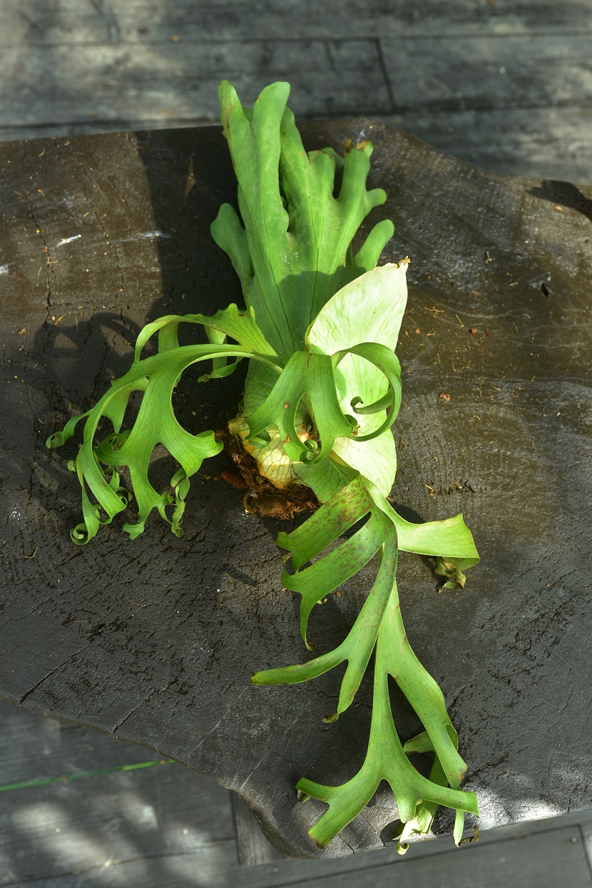 P.coronarium cv.white @bikamori.com コロナリウム