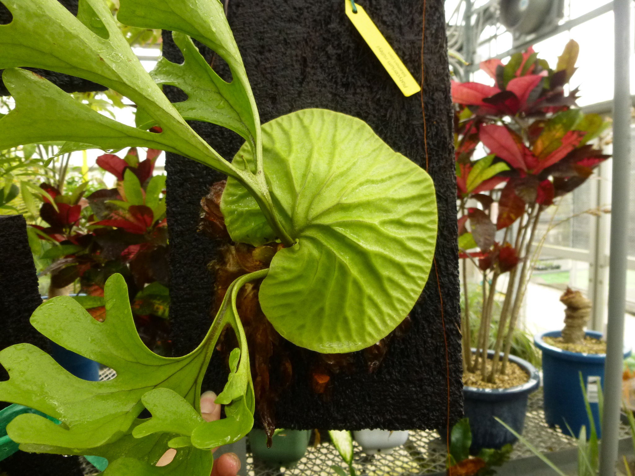 JPG 2048x1536 2385.0kb