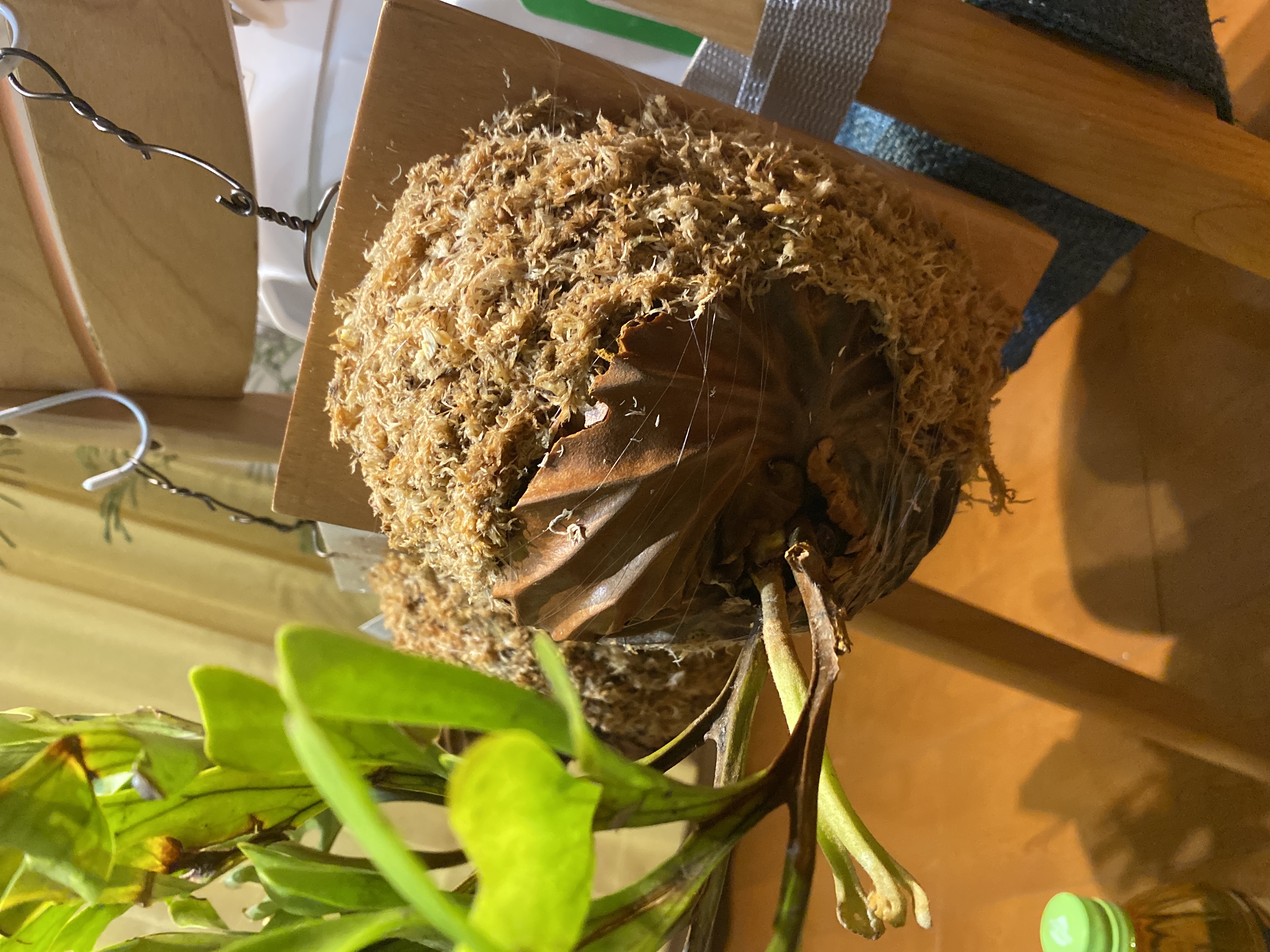 【直販安い】P.ridleyi wild_リドレイ ワイルド ビカクシダ その他多肉植物