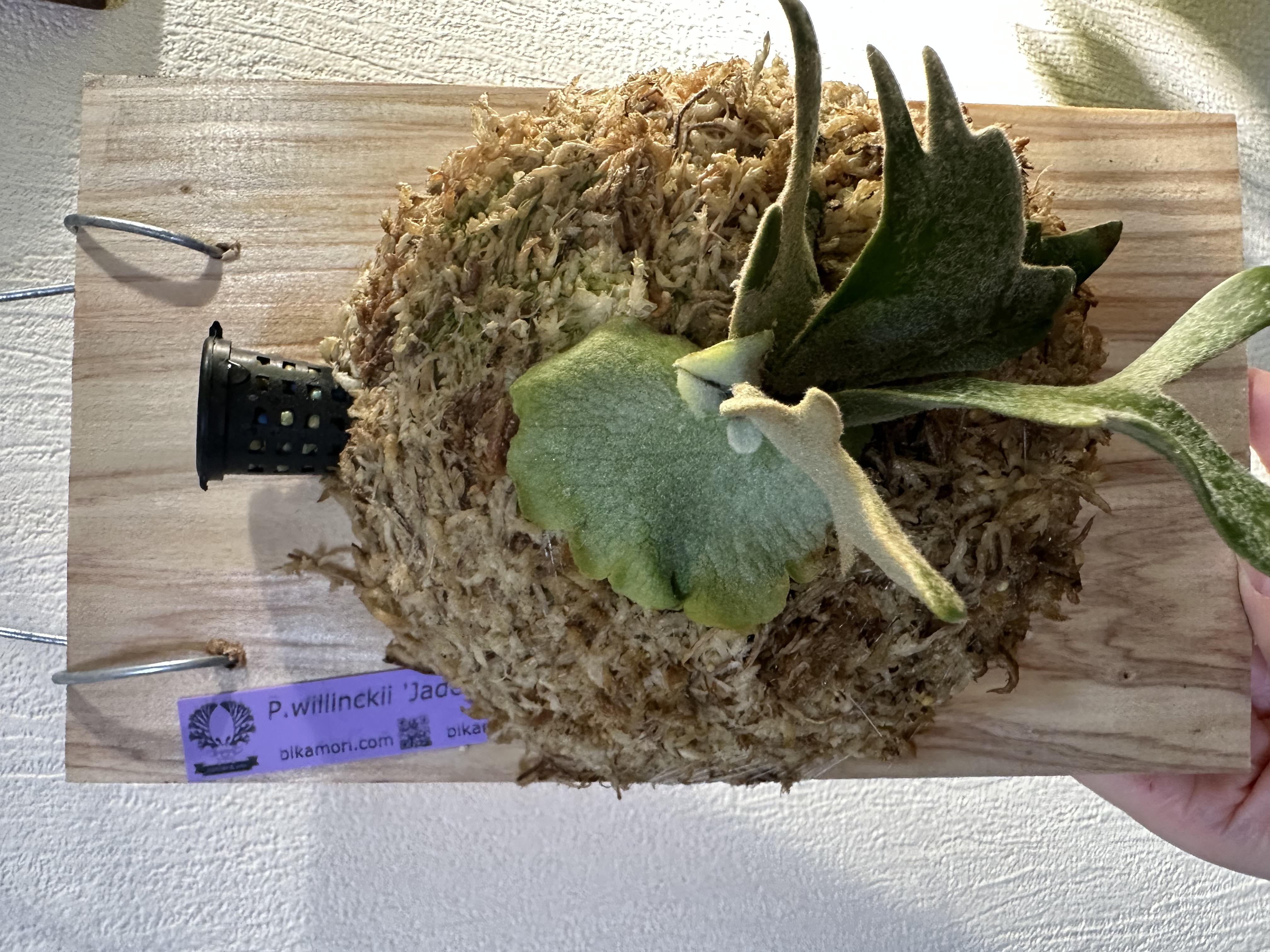 JPG 4032x3024 2724.9kb