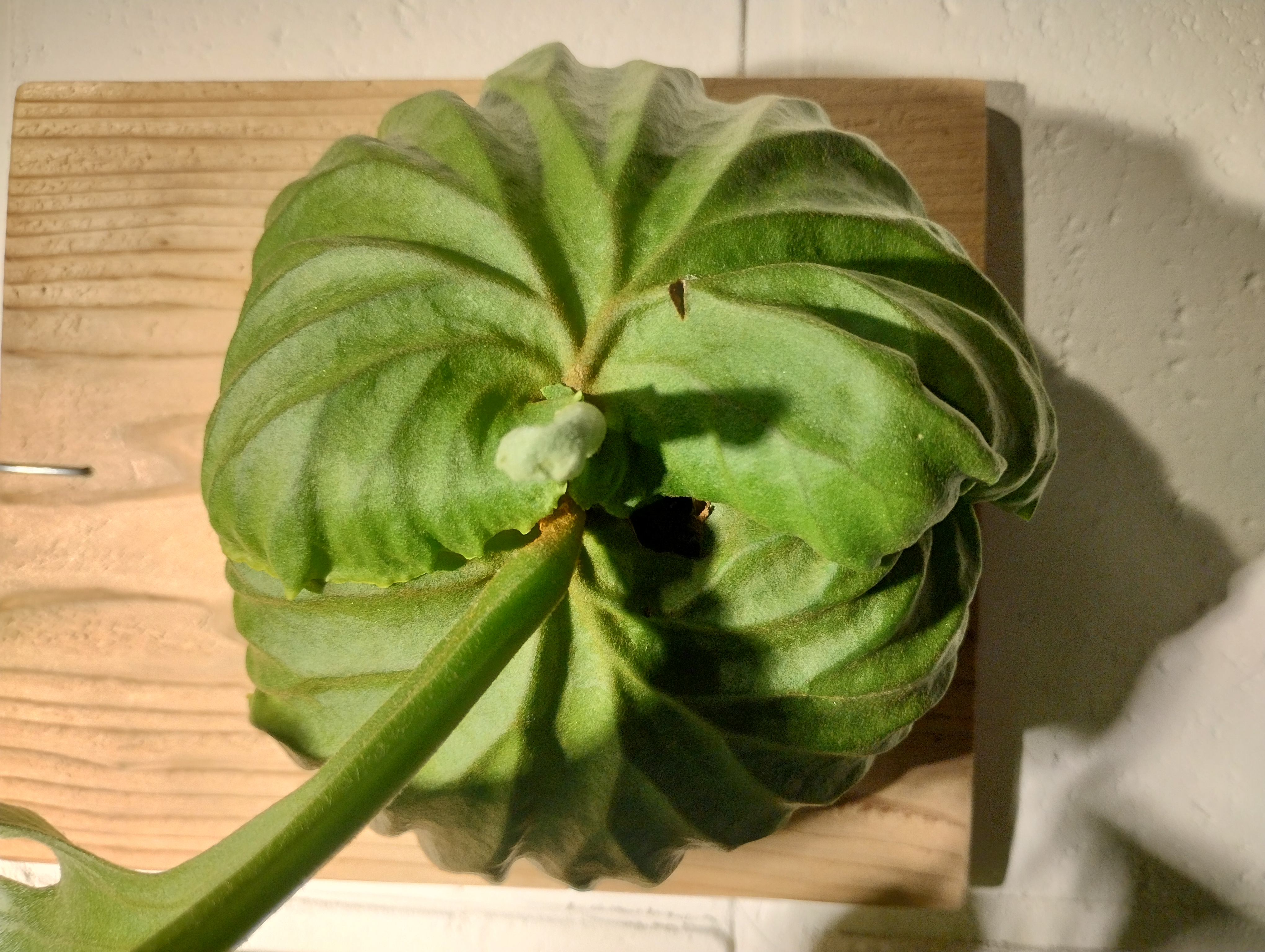 JPG 4080x3072 3739.0kb