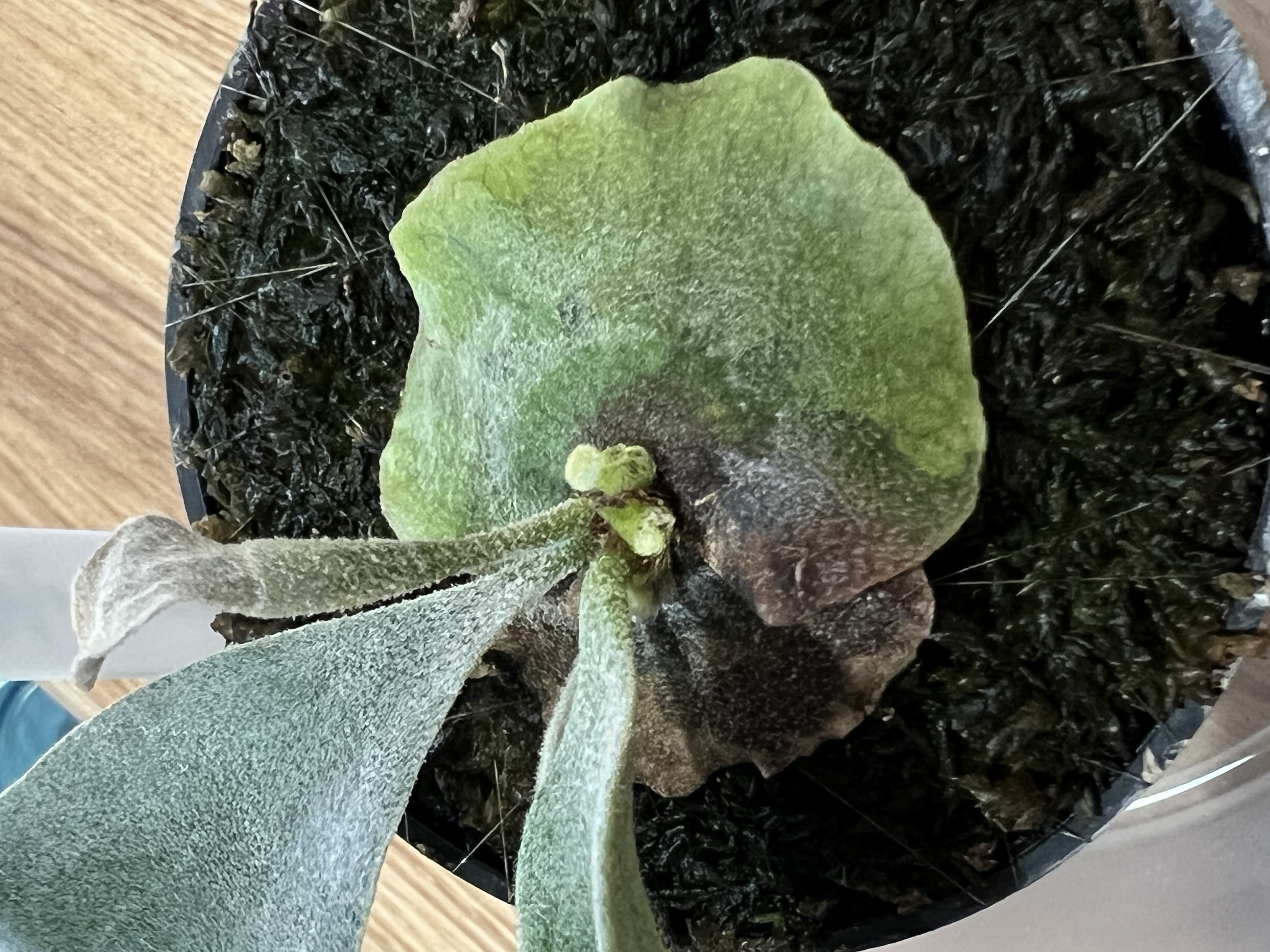 JPG 4032x3024 2042.0kb