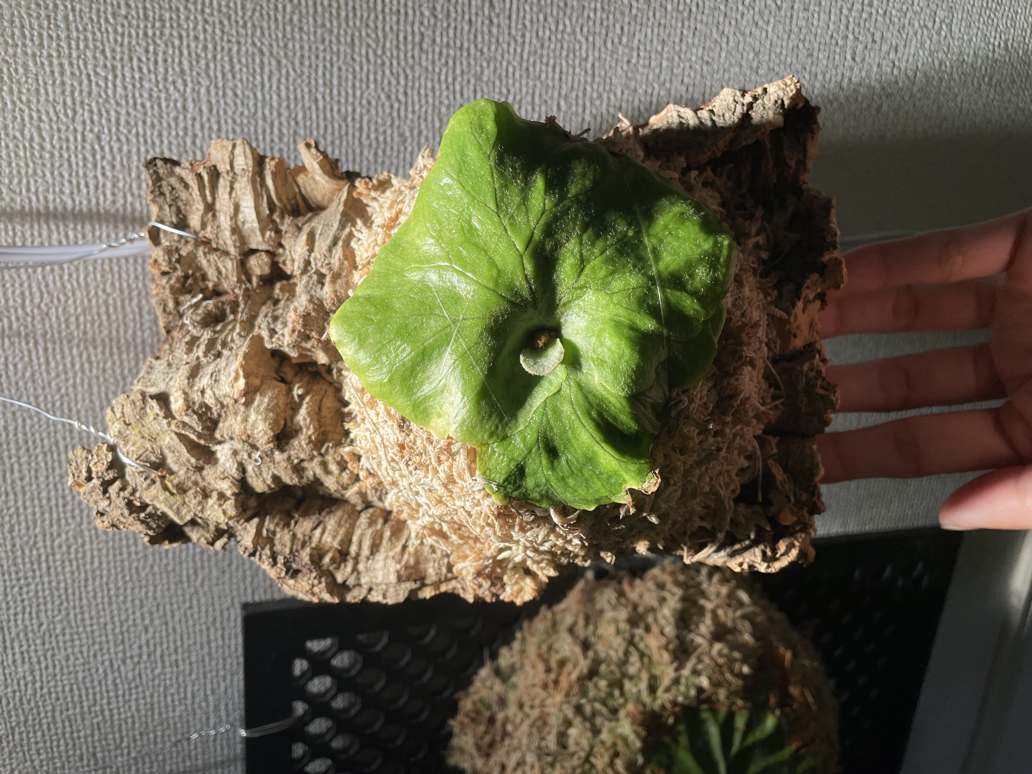 JPG 4032x3024 3336.1kb