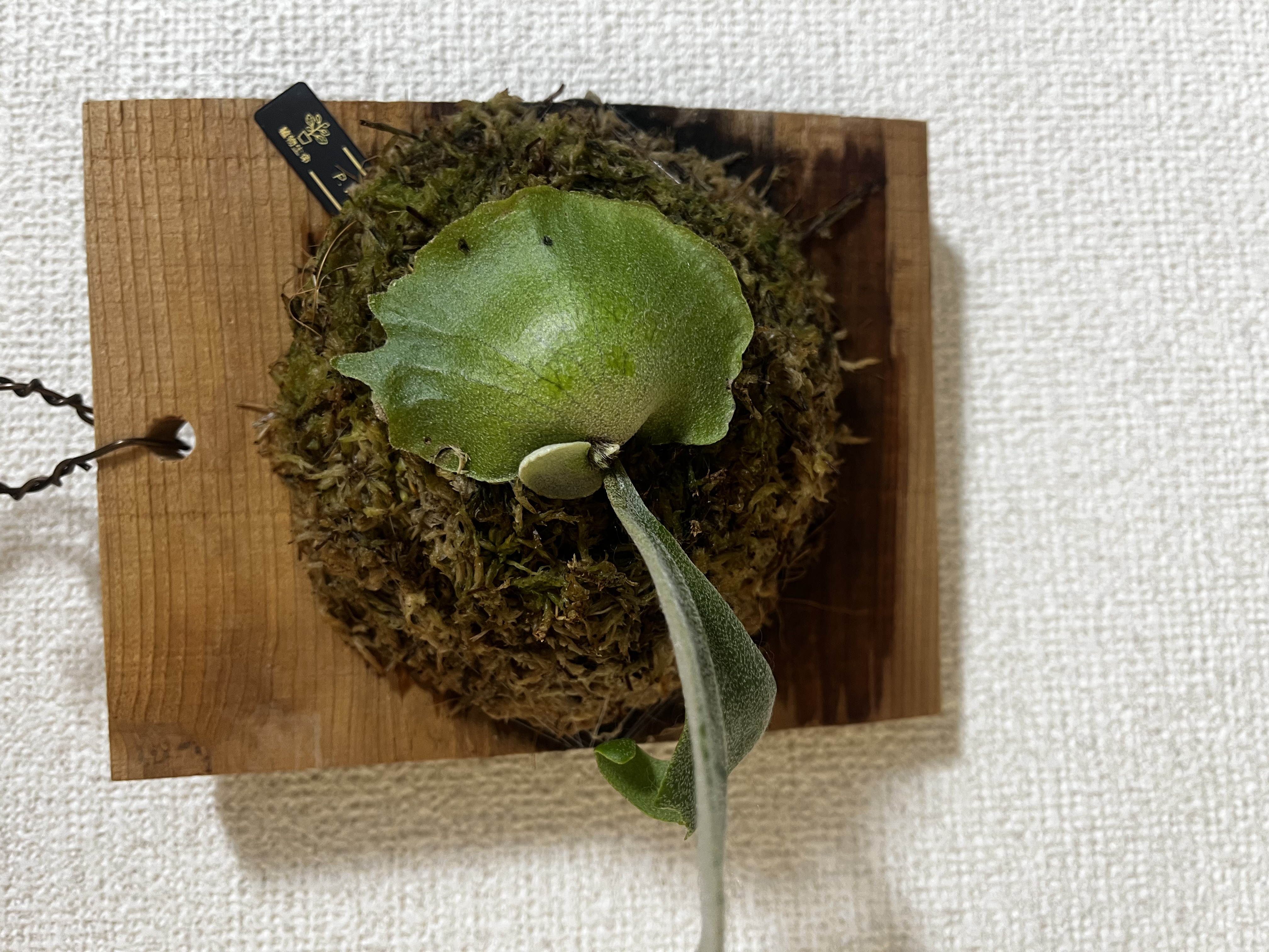 JPG 4032x3024 3165.5kb