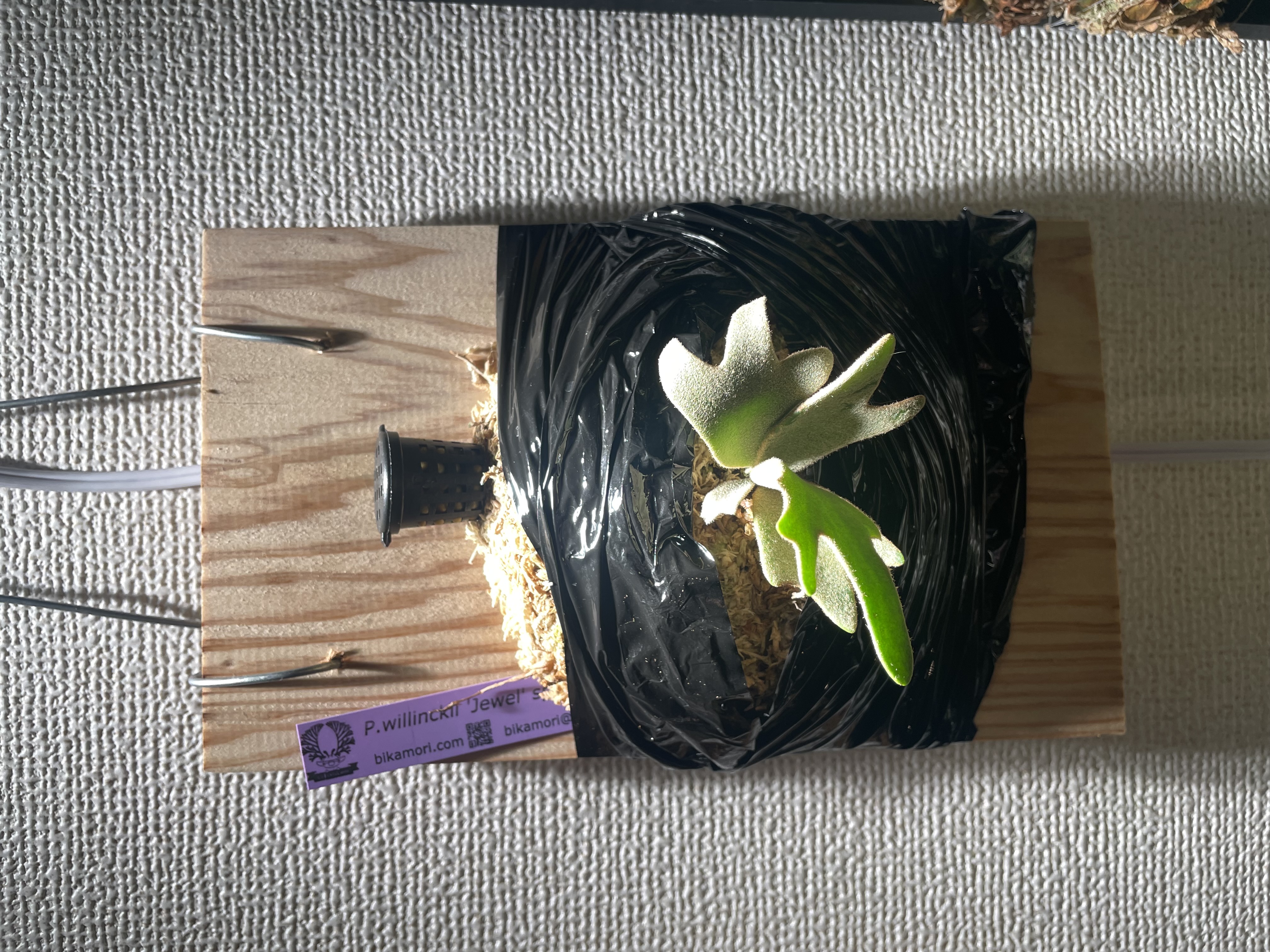 JPG 4032x3024 3783.4kb