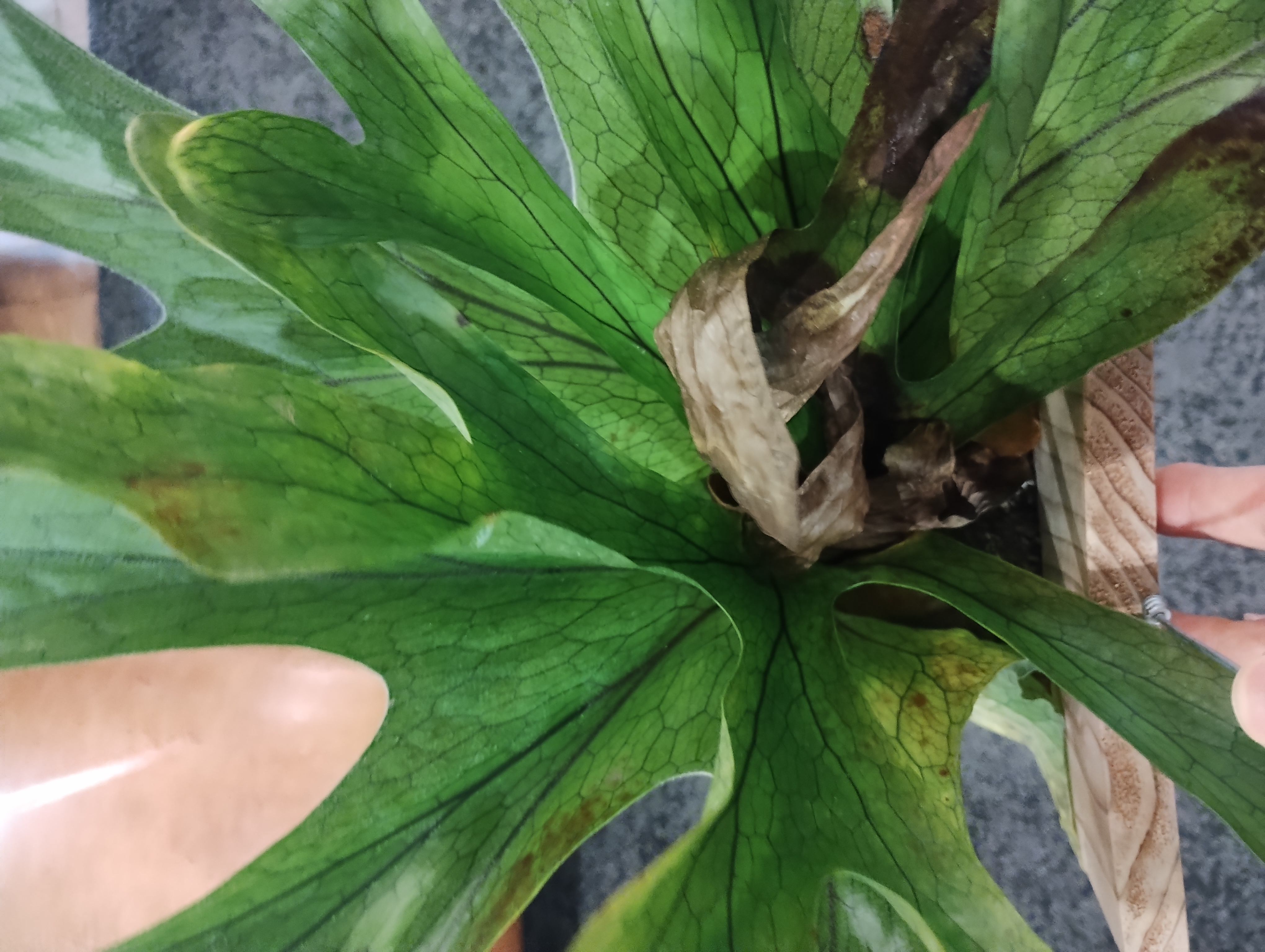 JPG 4080x3072 2656.6kb