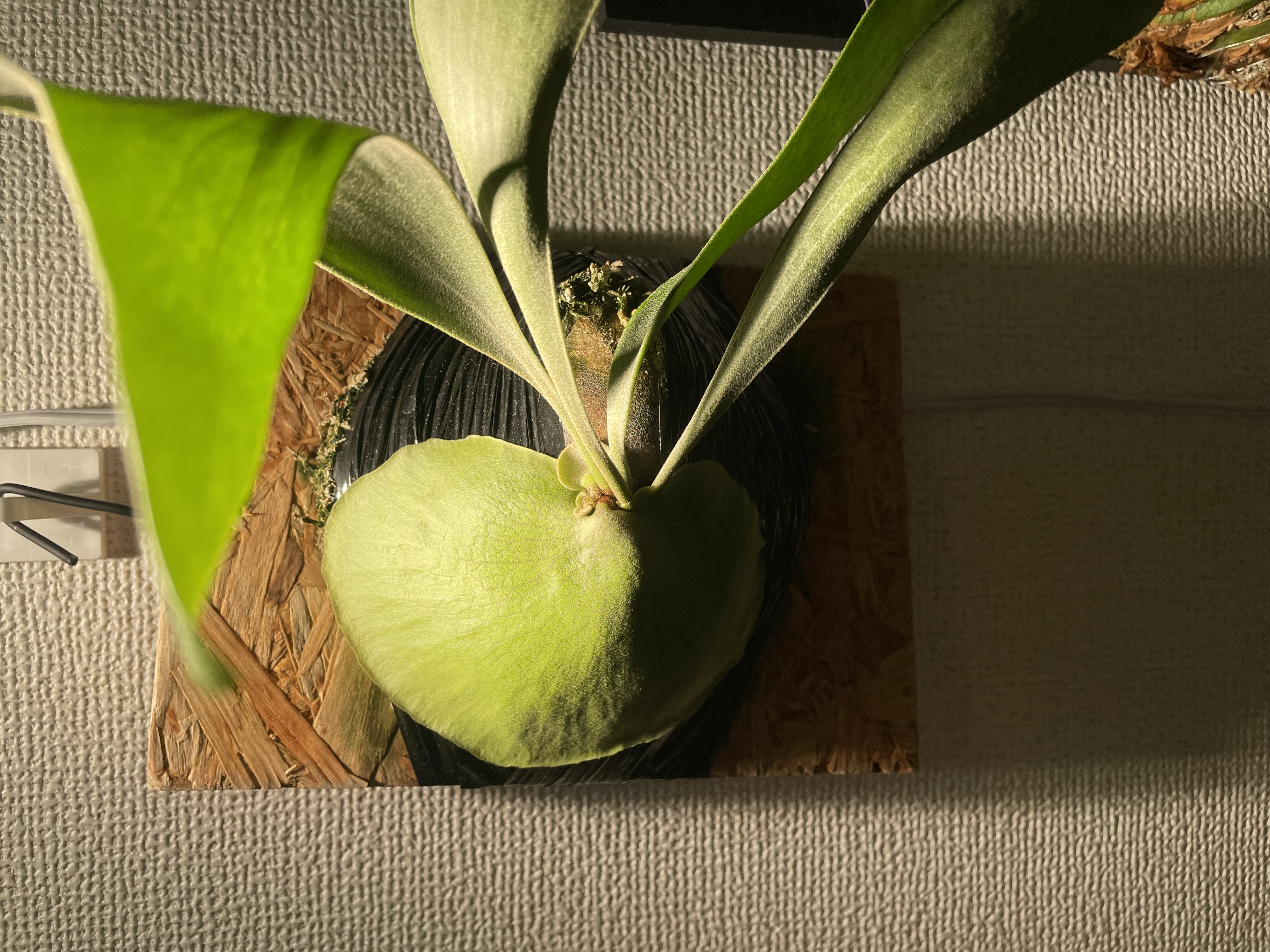 JPG 4032x3024 3564.4kb