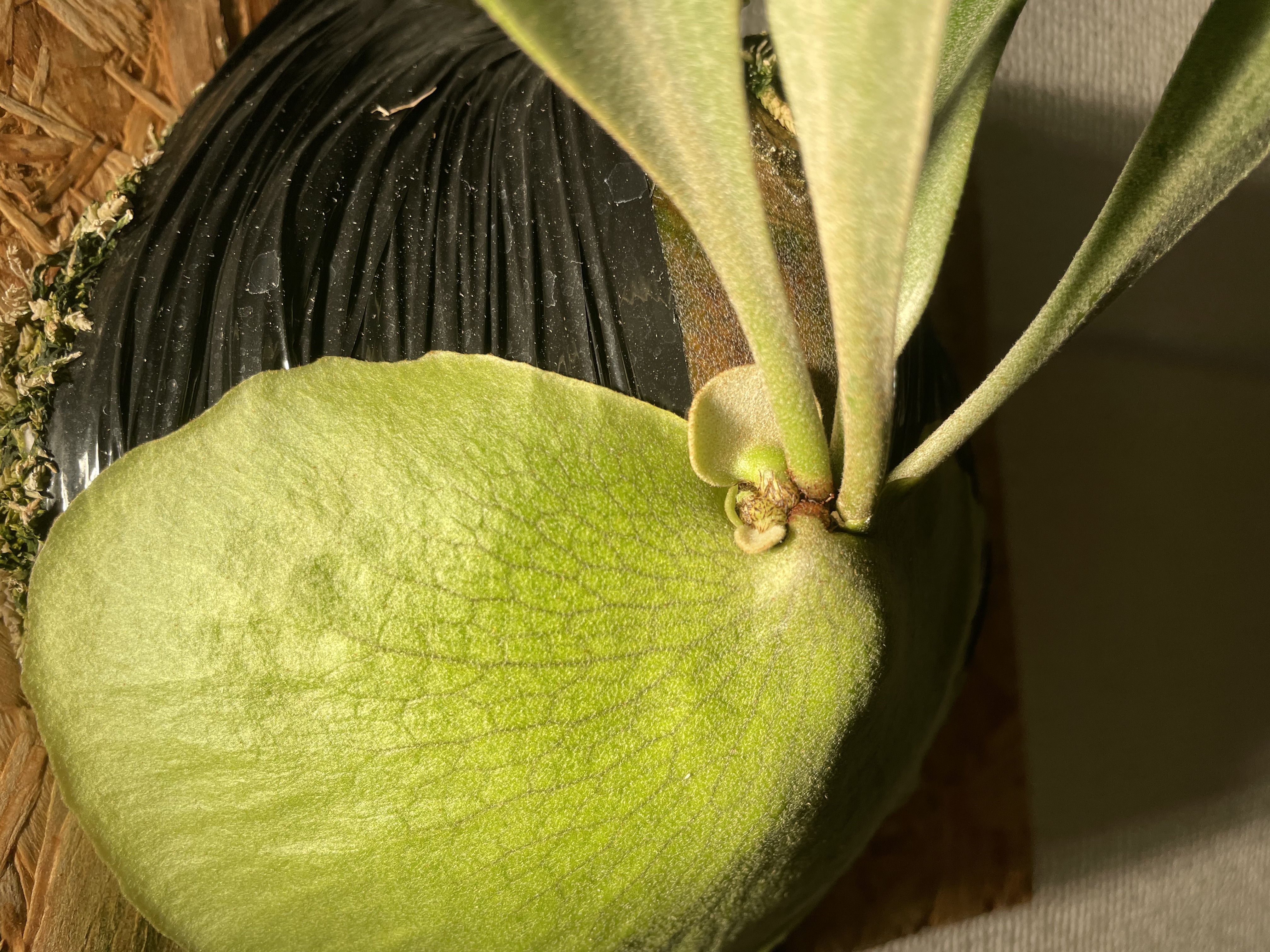 JPG 4032x3024 4082.4kb