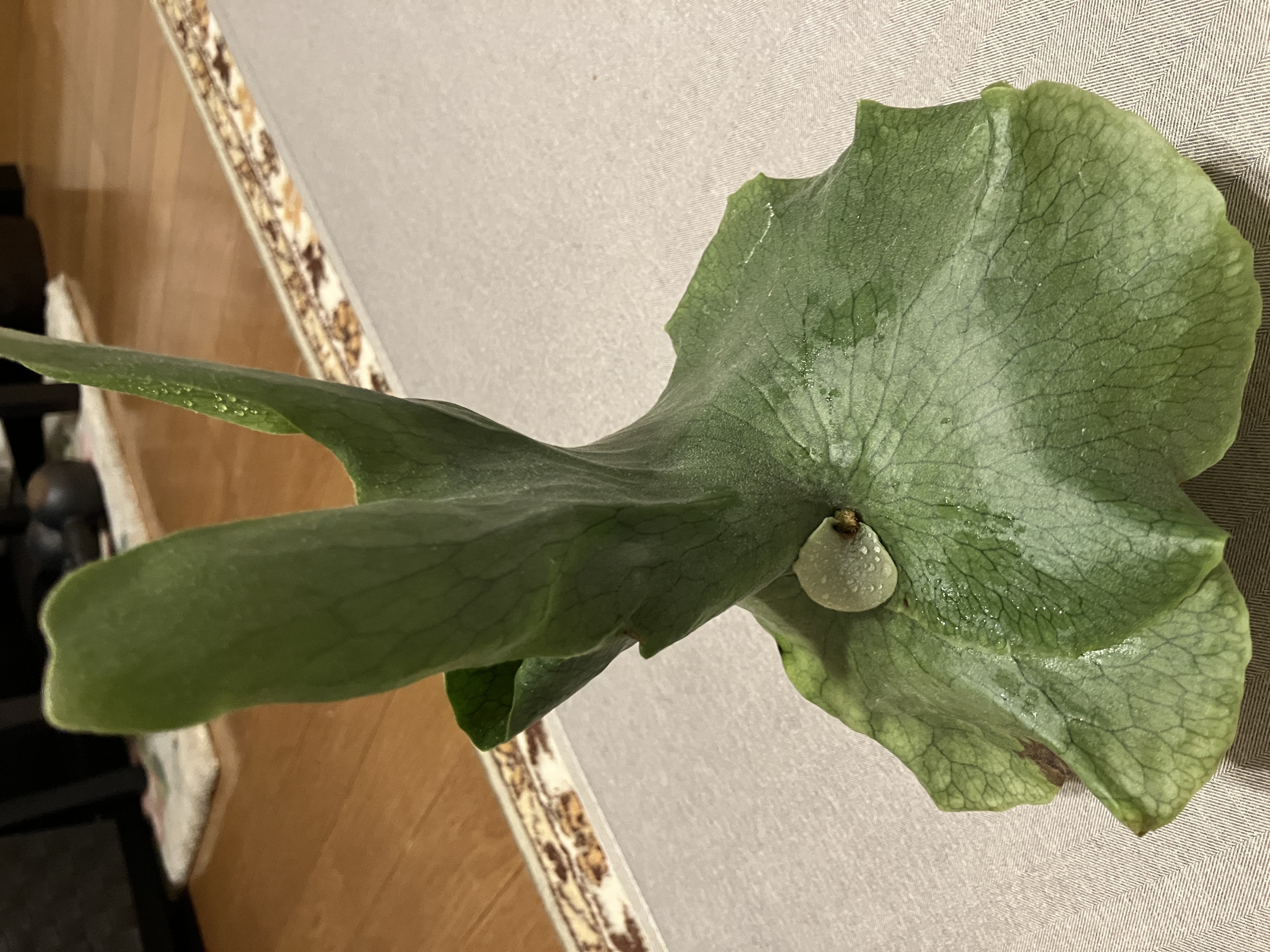 JPG 4032x3024 3078.8kb