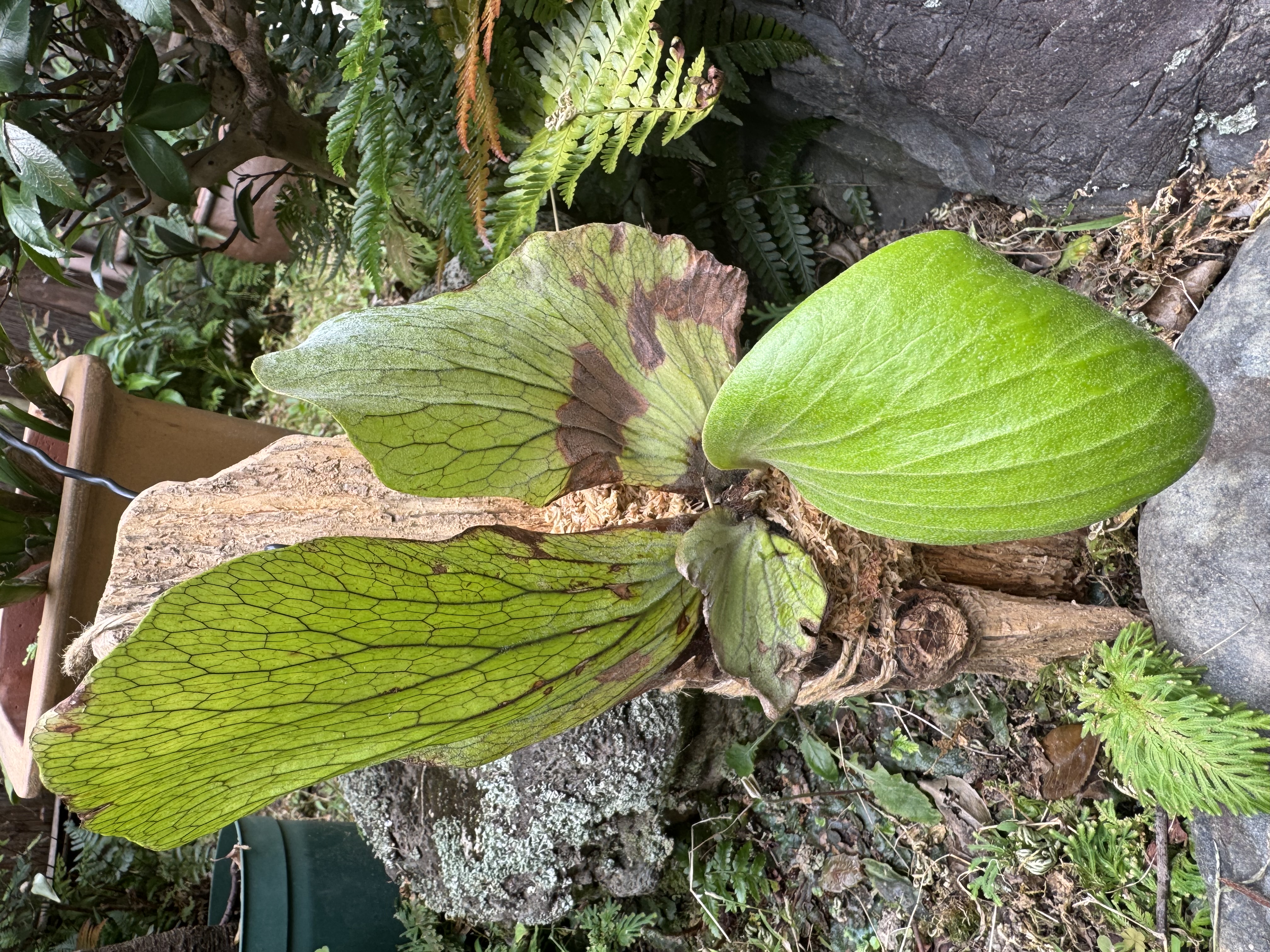 JPG 4032x3024 4364.0kb