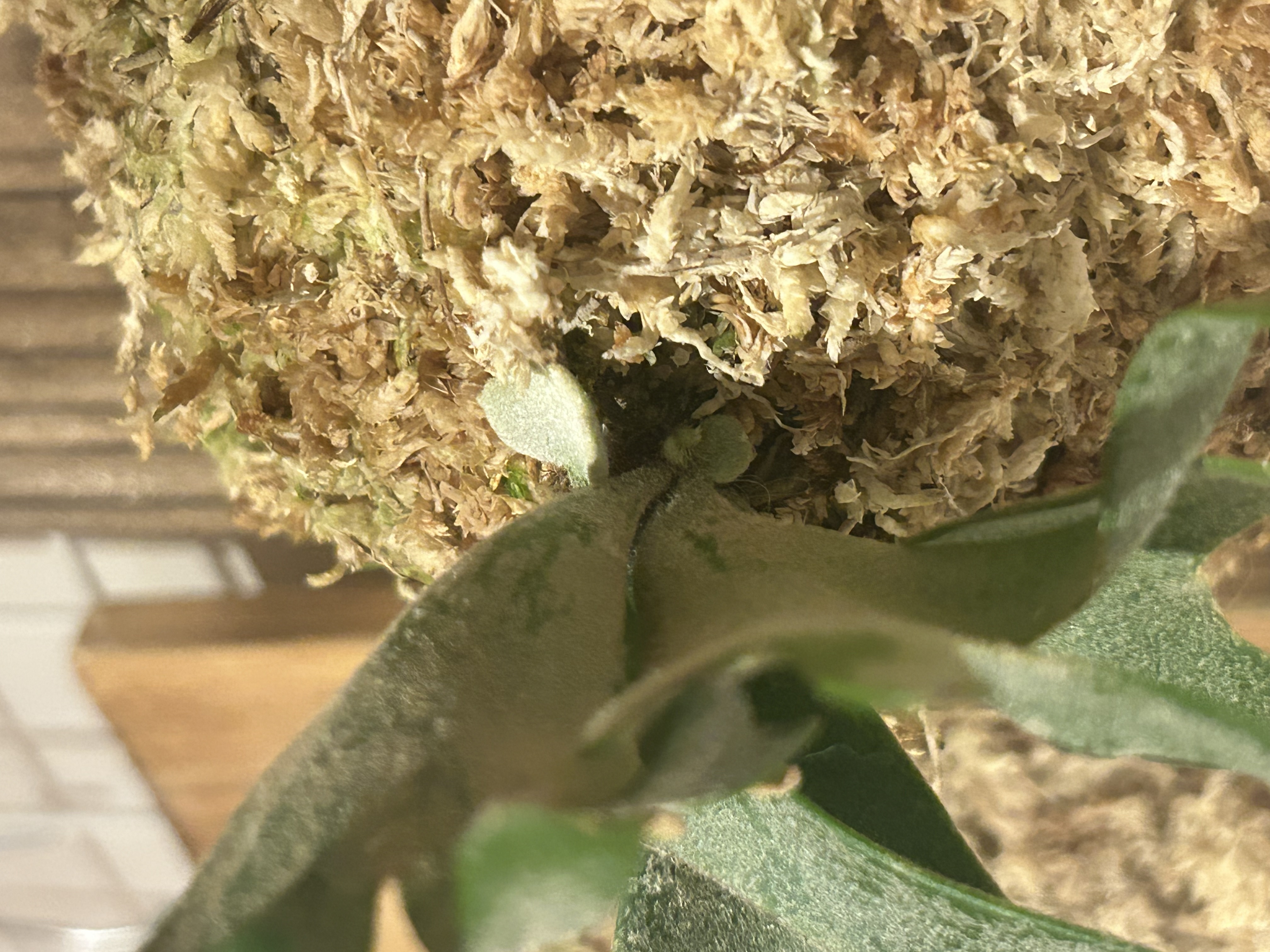 JPG 4032x3024 2208.7kb