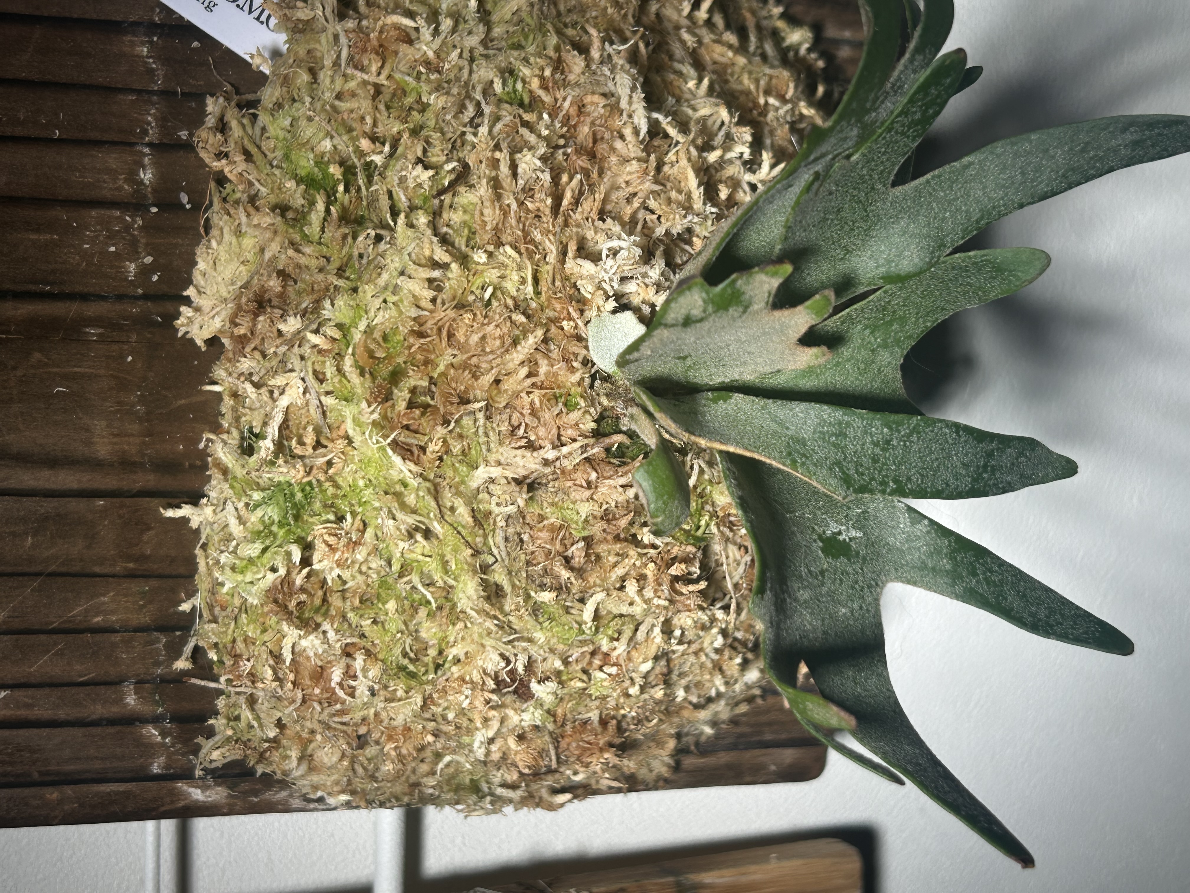 JPG 4032x3024 3098.9kb