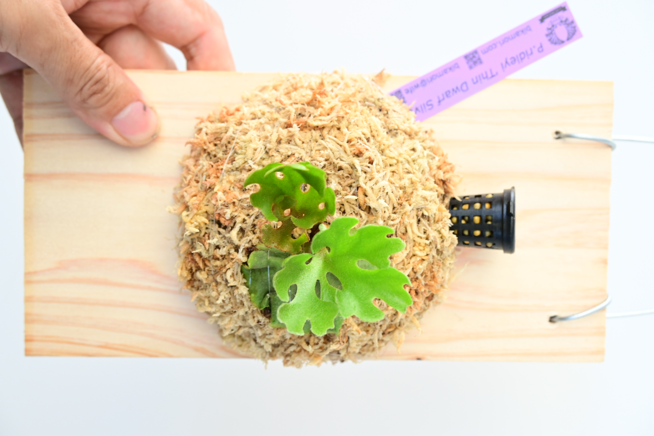 JPG 2784x1856 2387.8kb