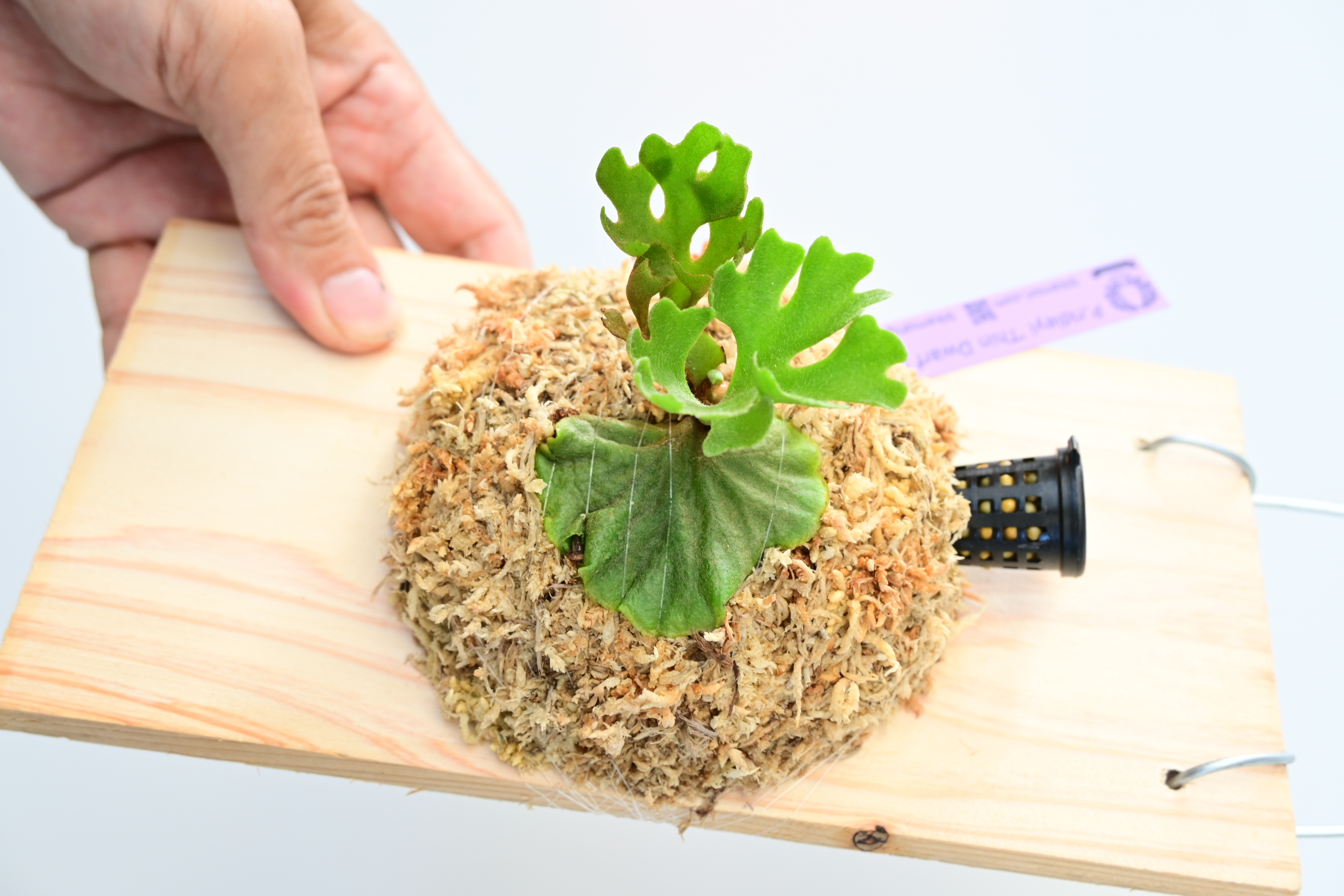 JPG 2784x1856 2682.4kb