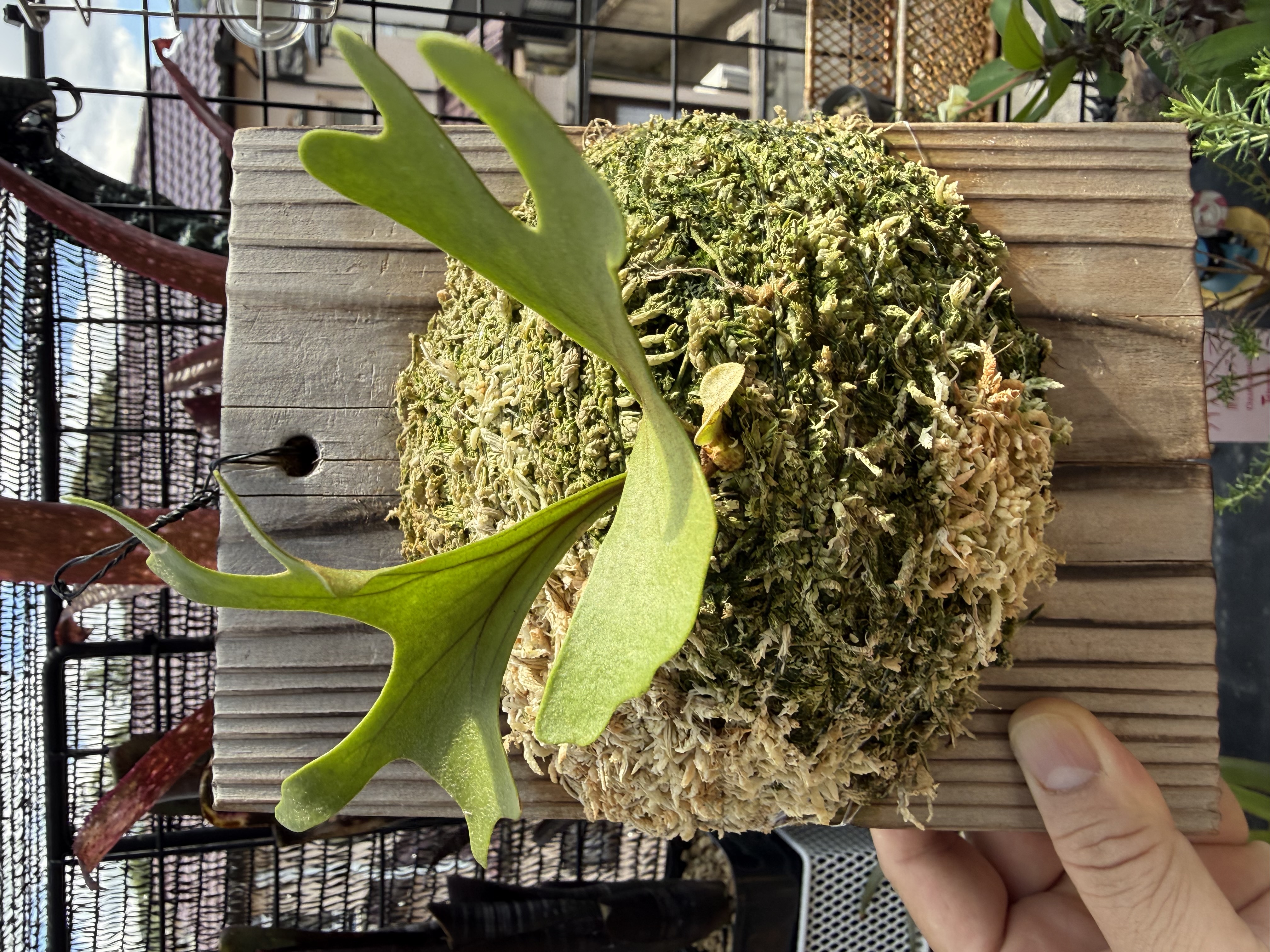 JPG 4032x3024 3500.4kb