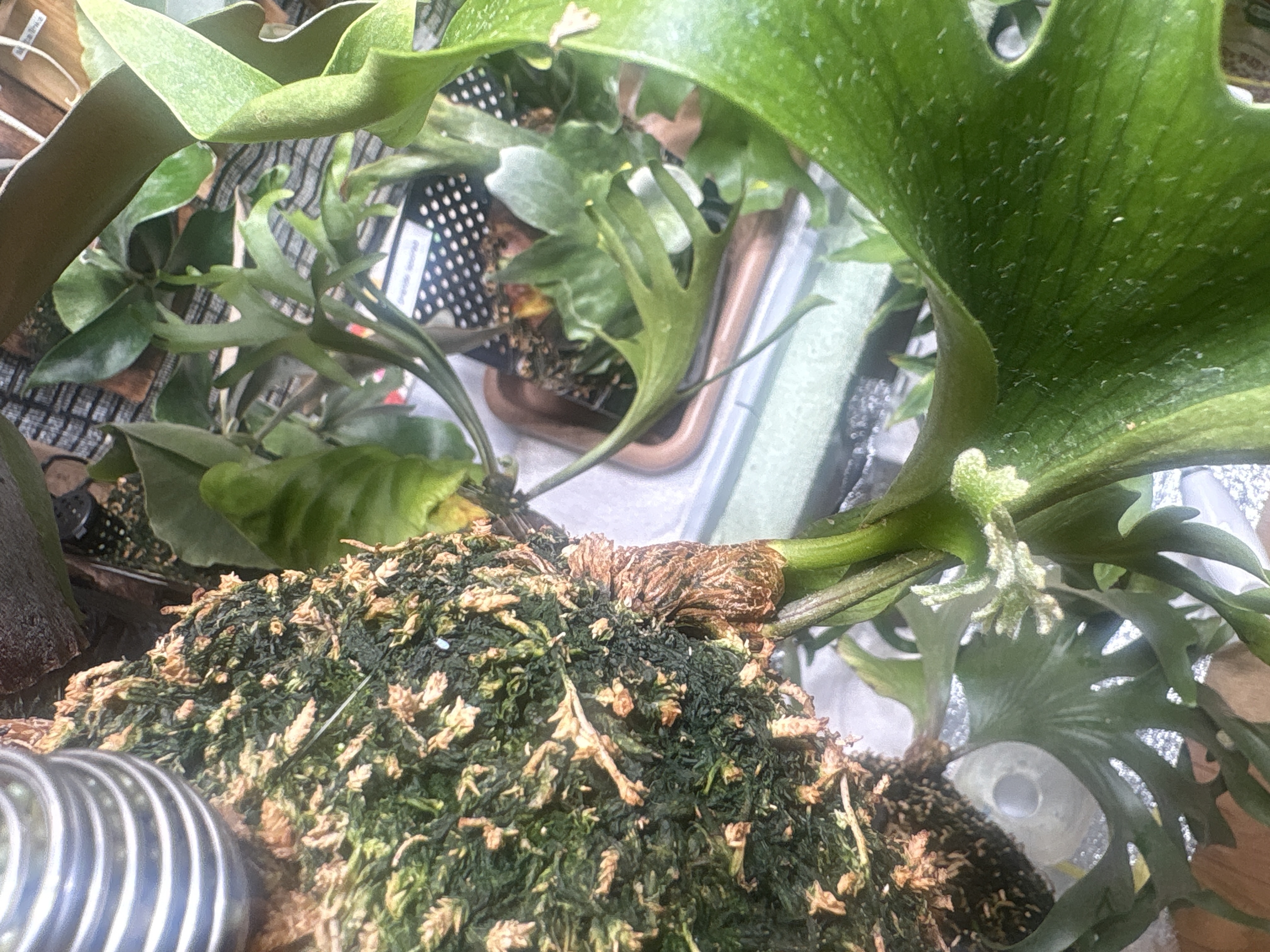 JPG 4032x3024 2599.6kb