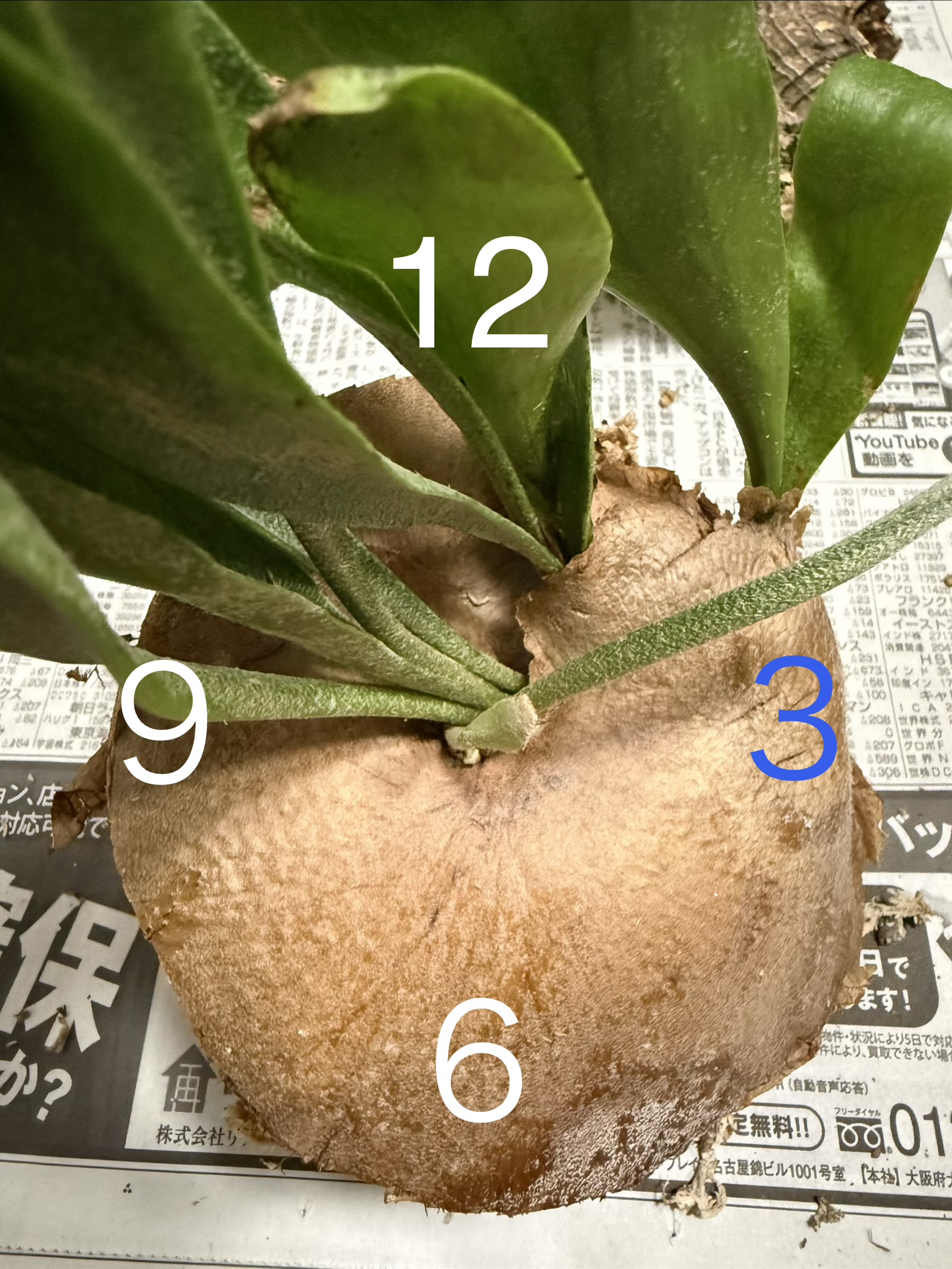 JPG 1576x2100 994.5kb