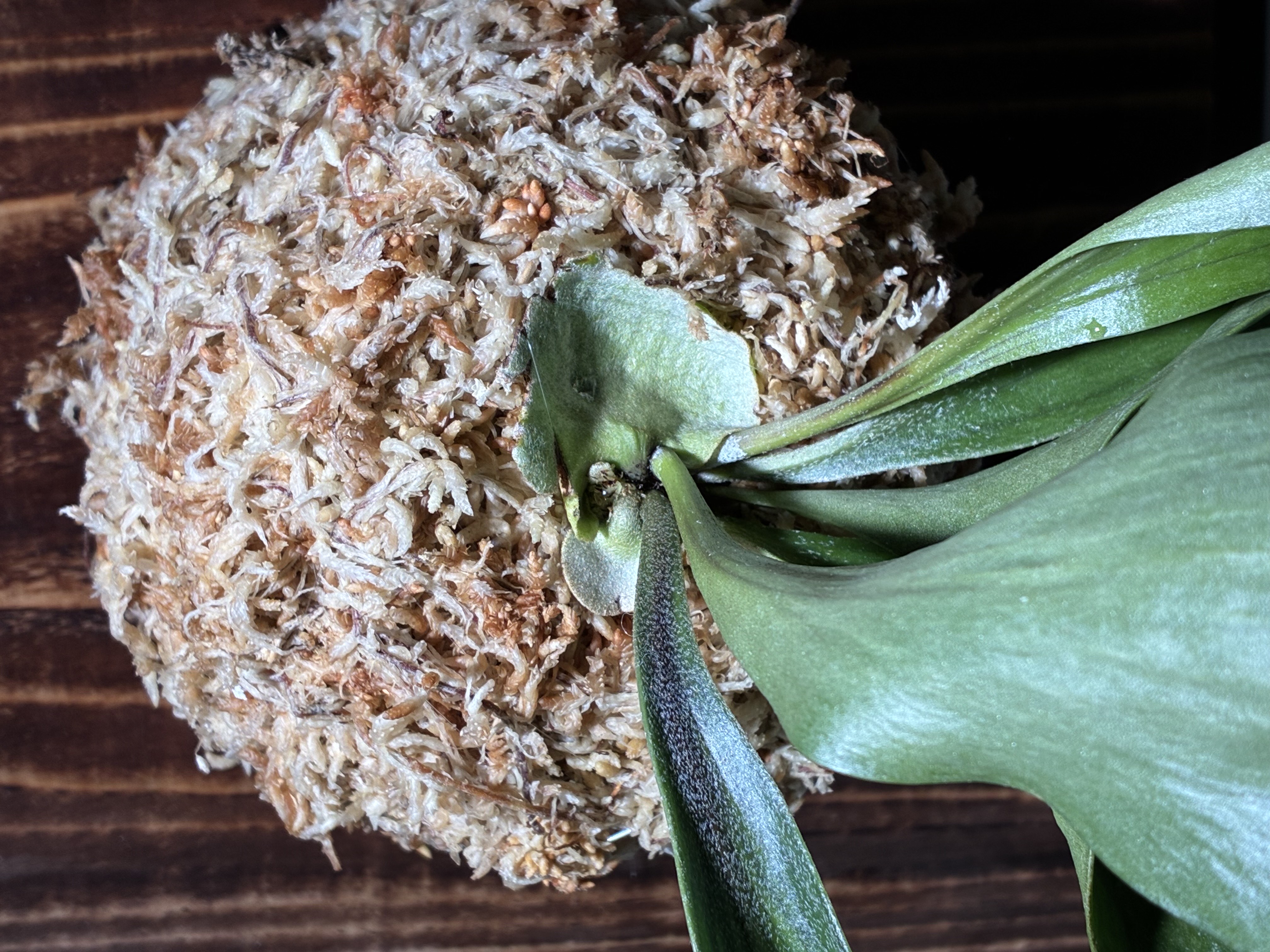 JPG 4032x3024 2097.3kb