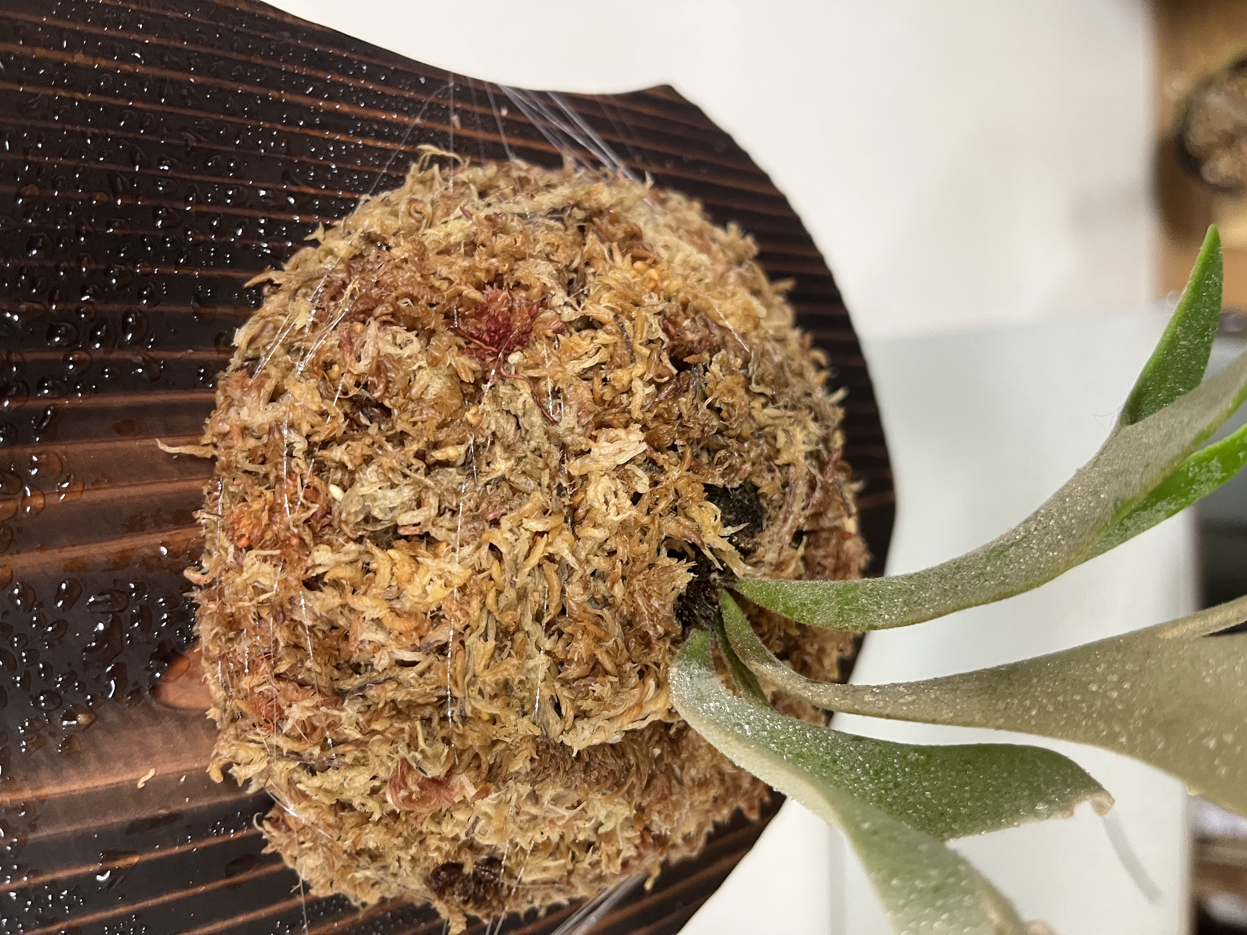 JPG 4032x3024 3837.4kb