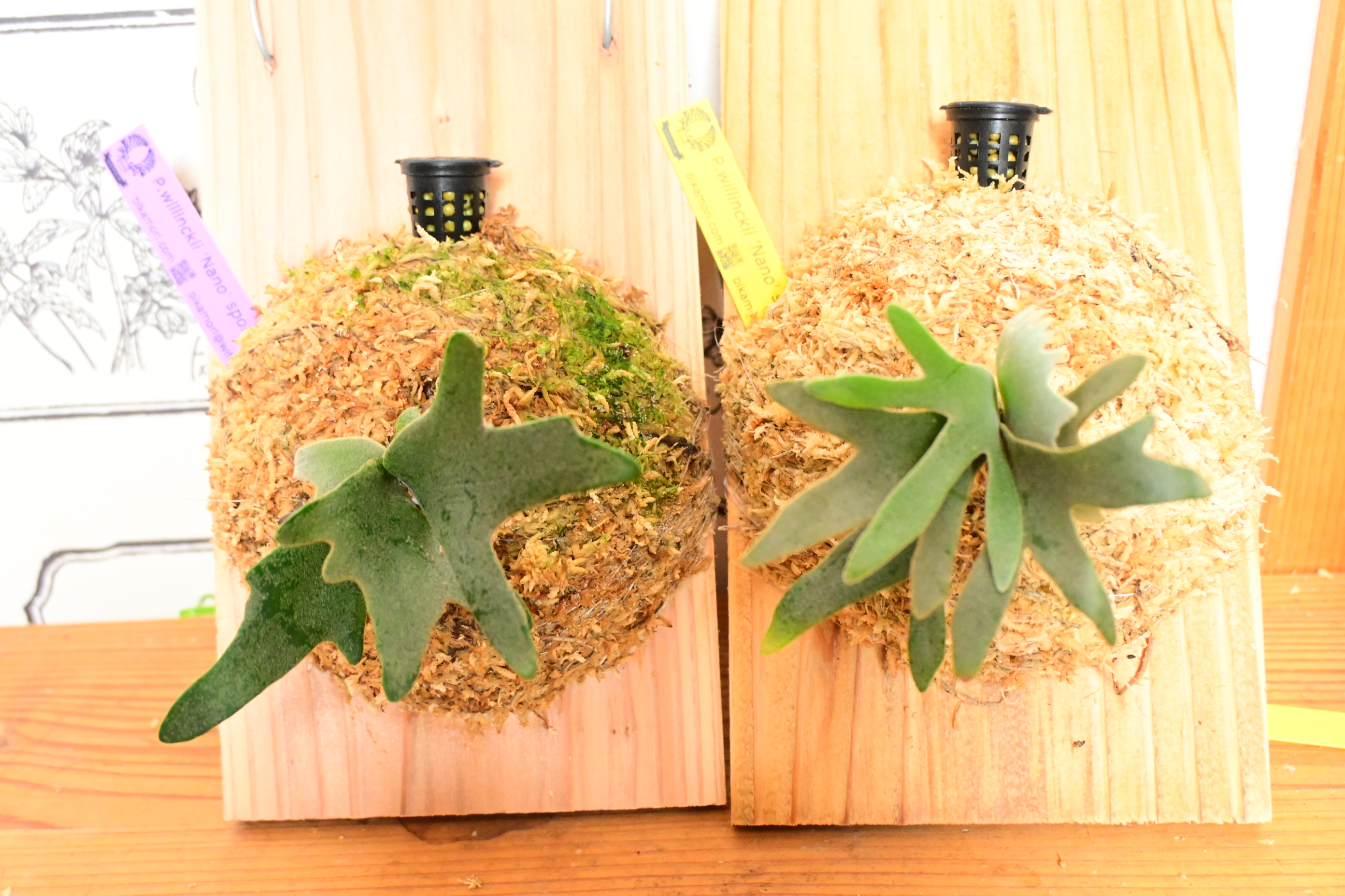 JPG 2784x1856 3488.1kb