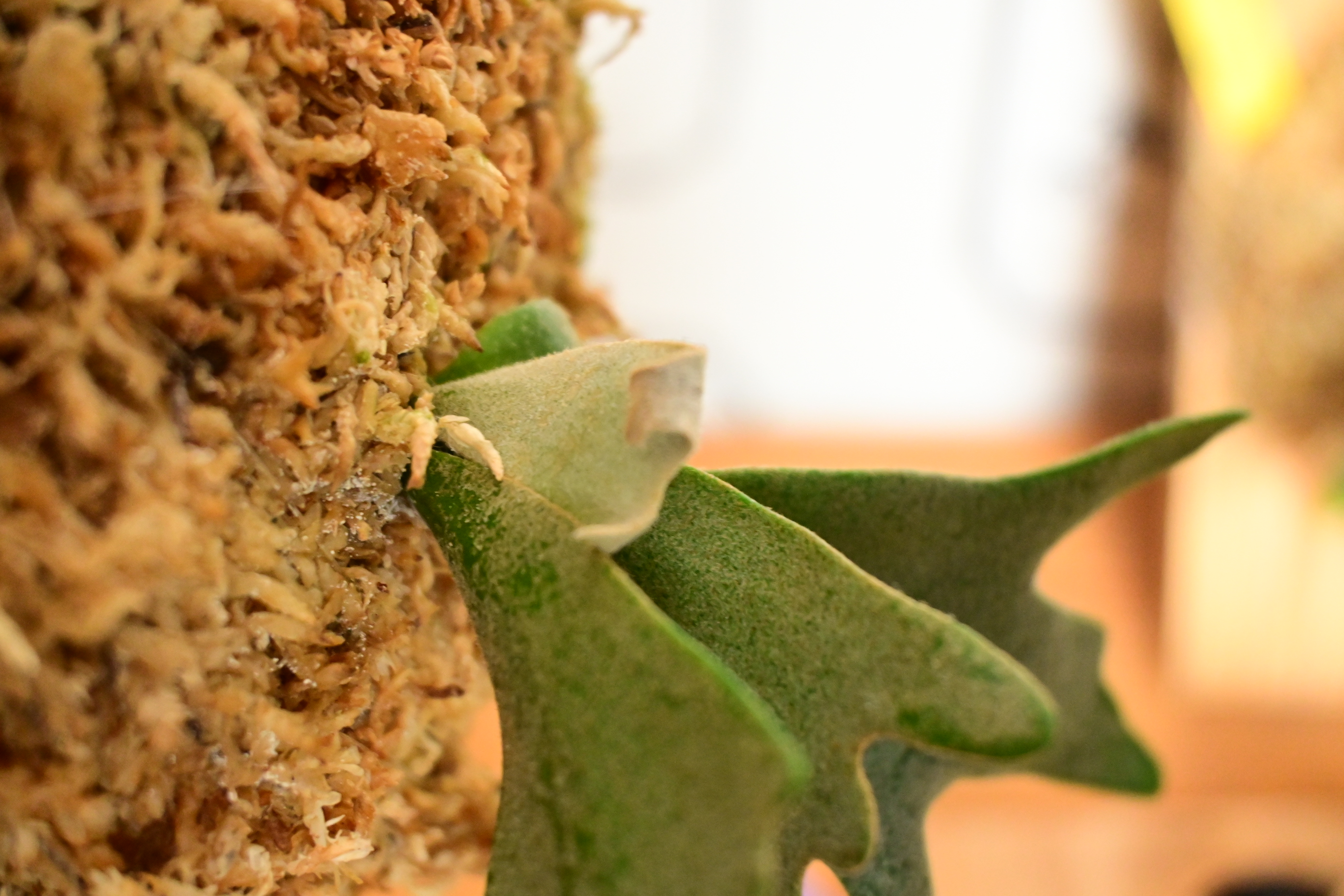 JPG 2784x1856 3452.4kb