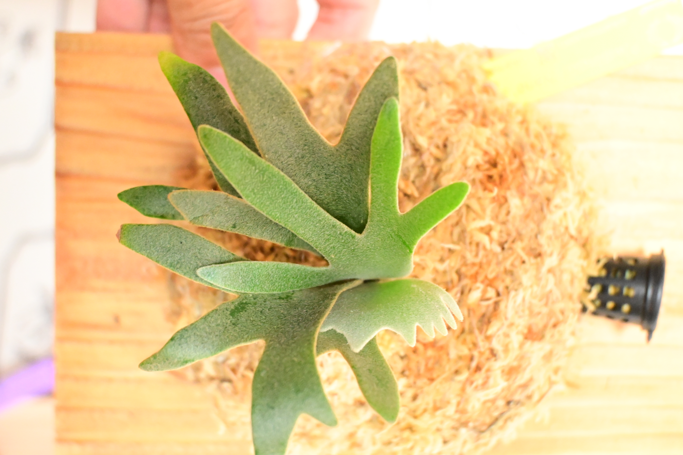 JPG 2784x1856 3067.9kb