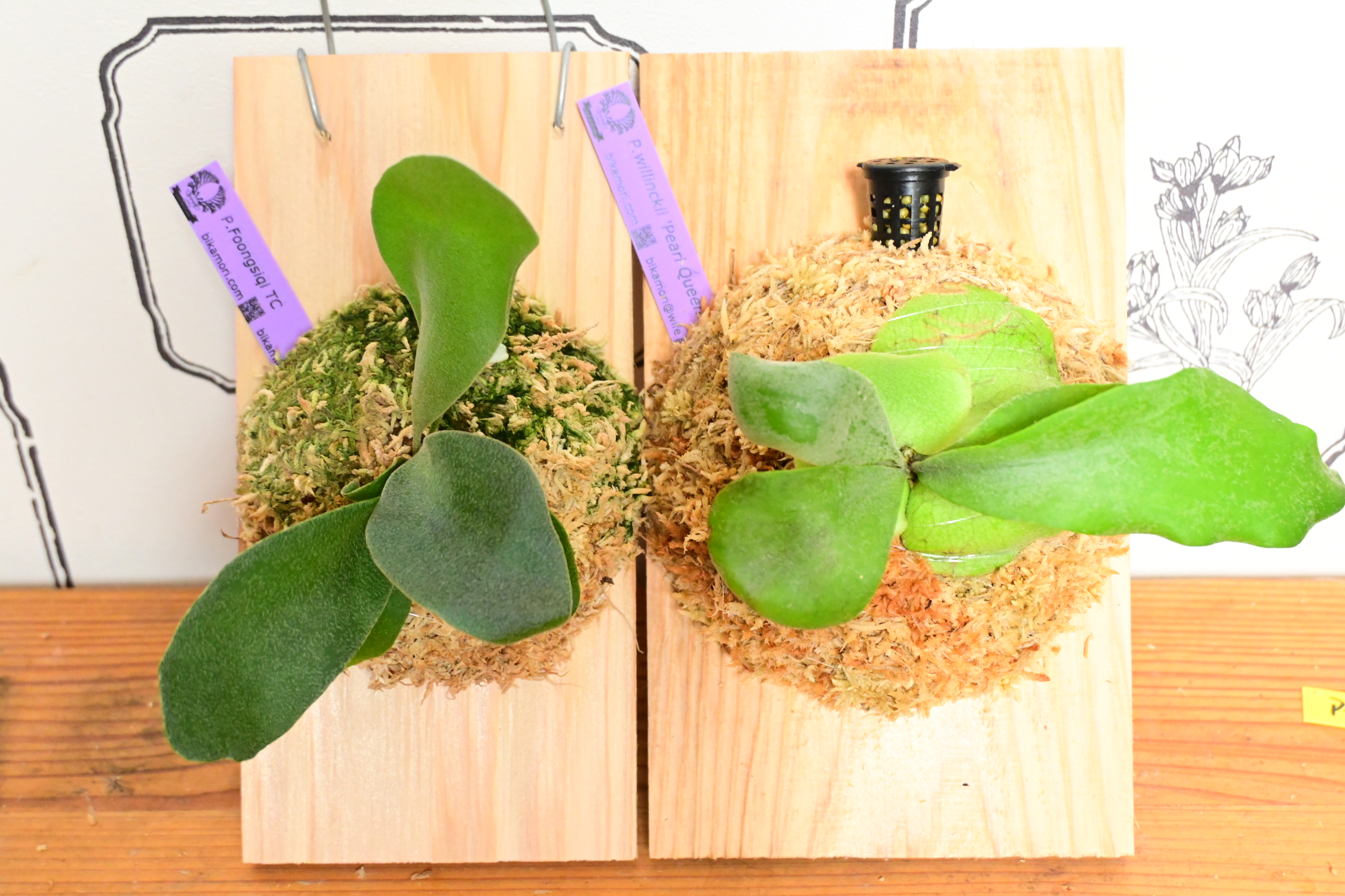 JPG 2784x1856 3362.4kb