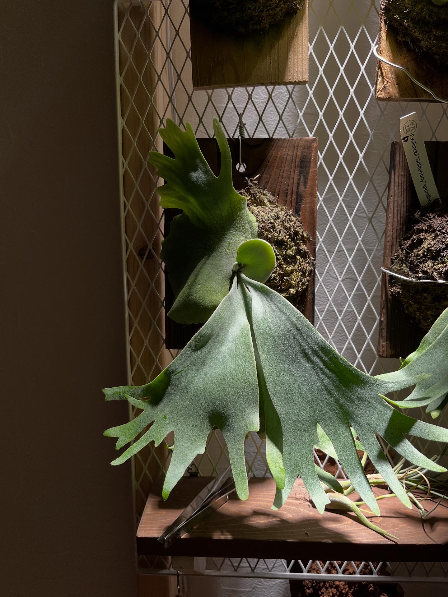 JPG 1440x1920 602.6kb