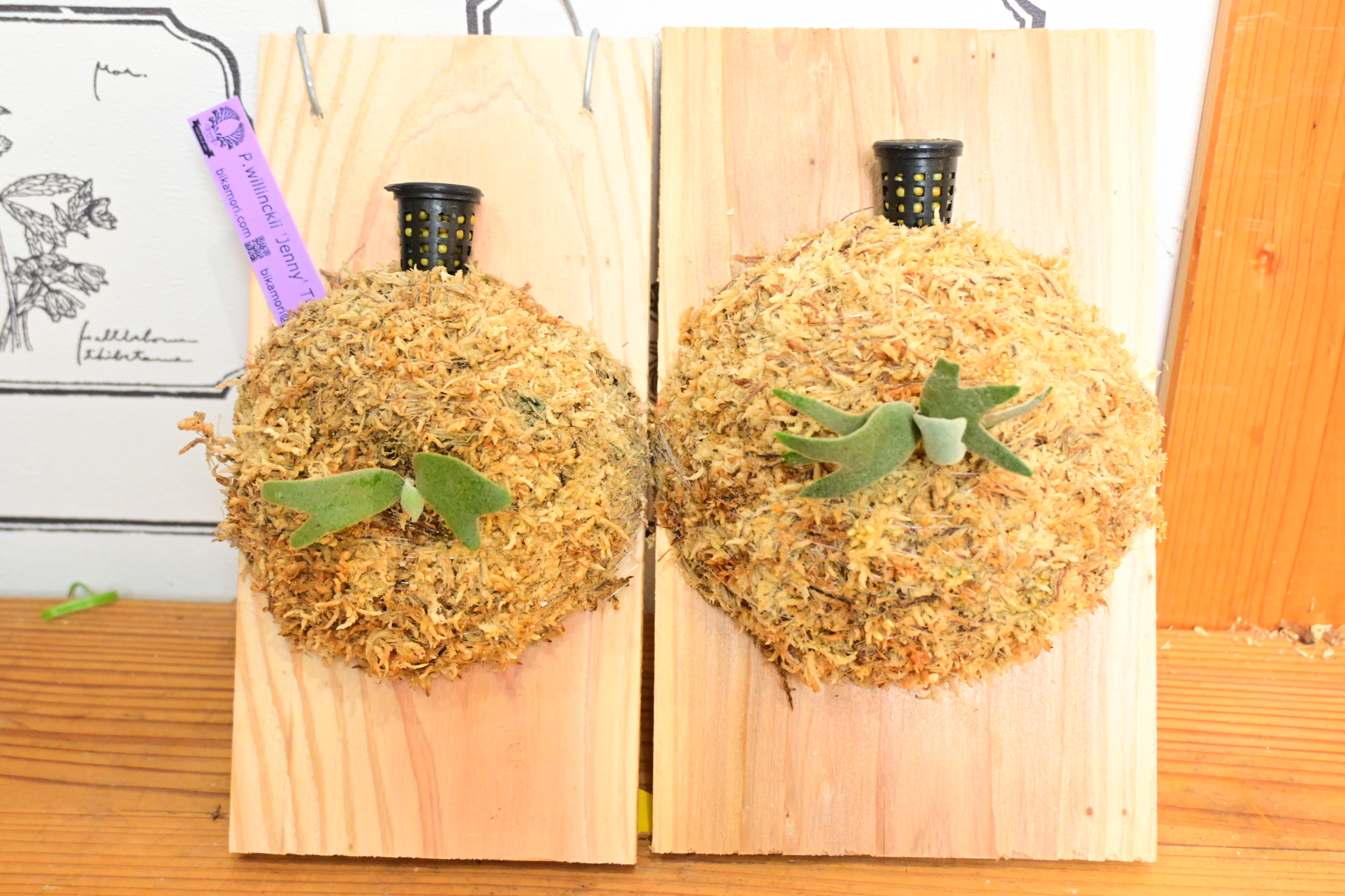 JPG 2784x1856 3603.4kb