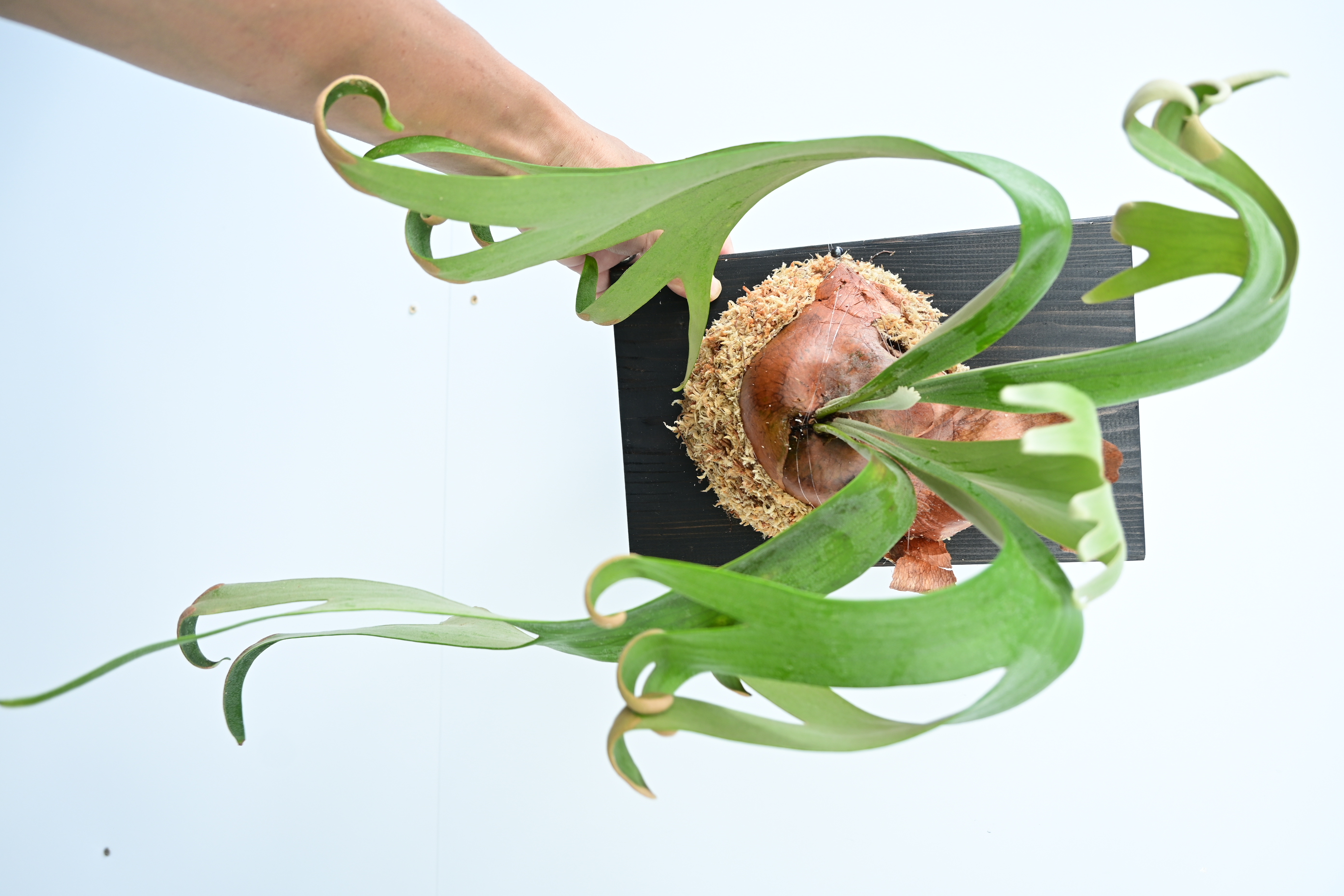 JPG 2784x1856 2361.8kb