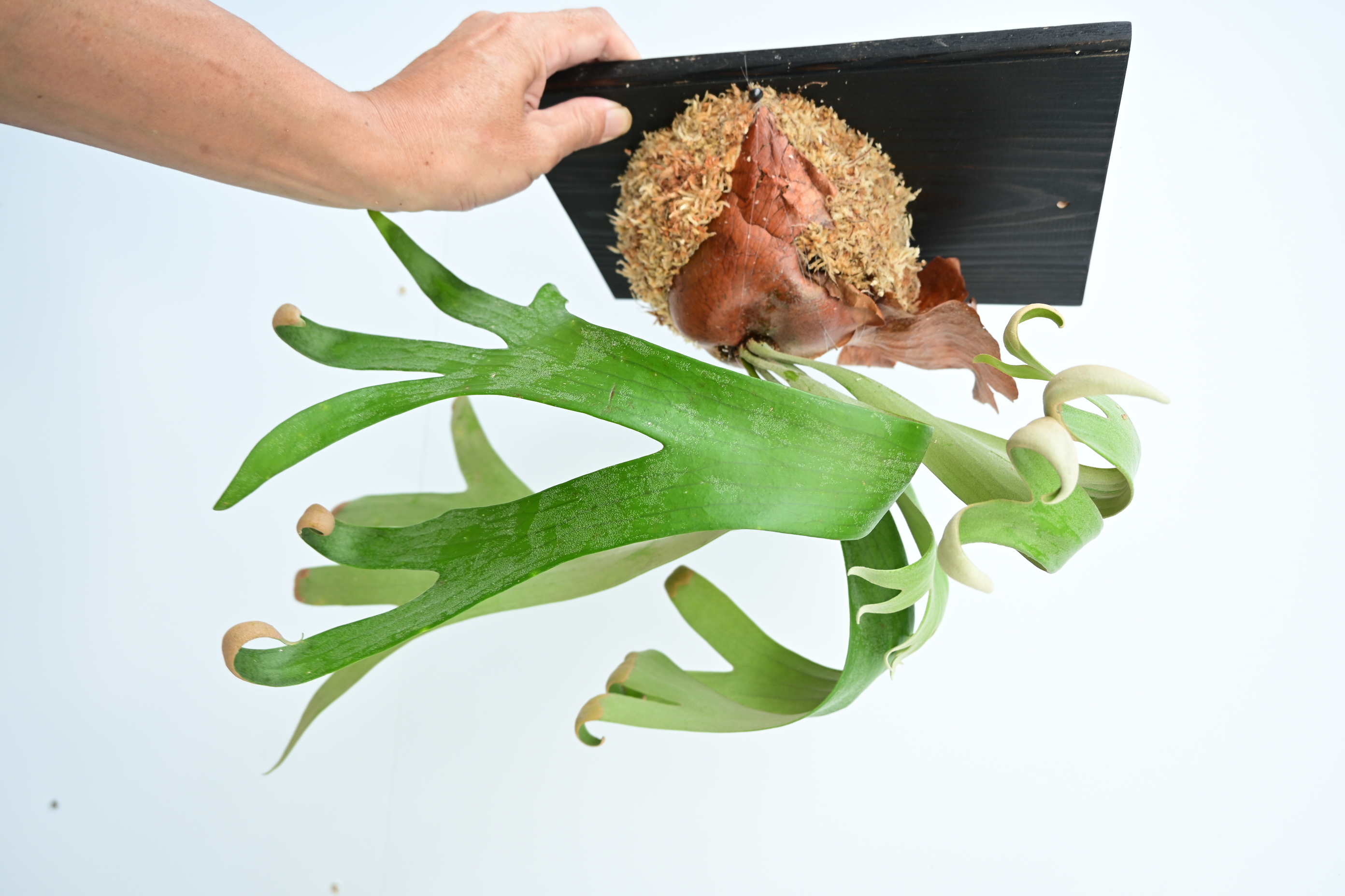 JPG 2784x1856 2542.3kb