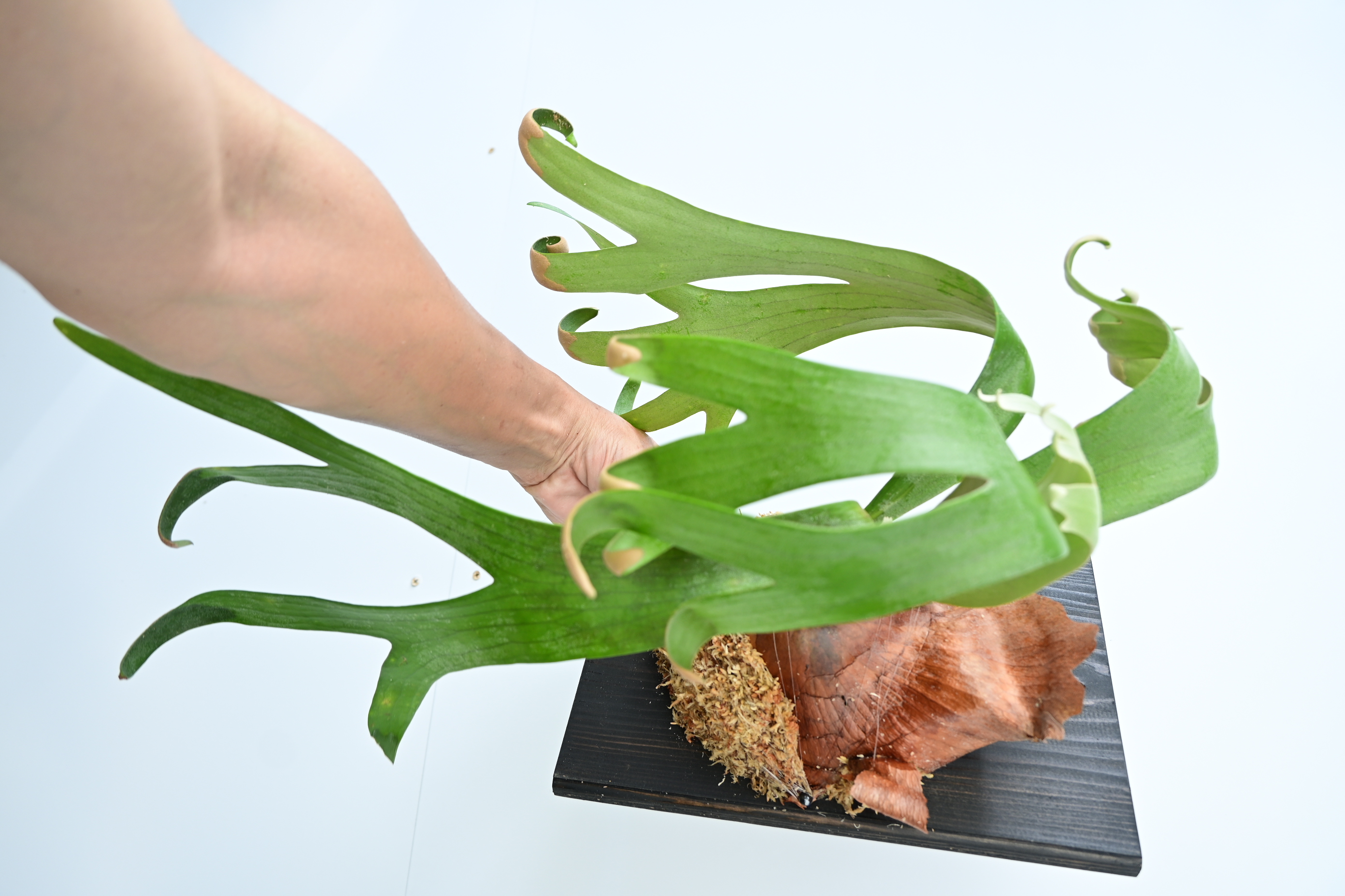 JPG 2784x1856 2437.8kb