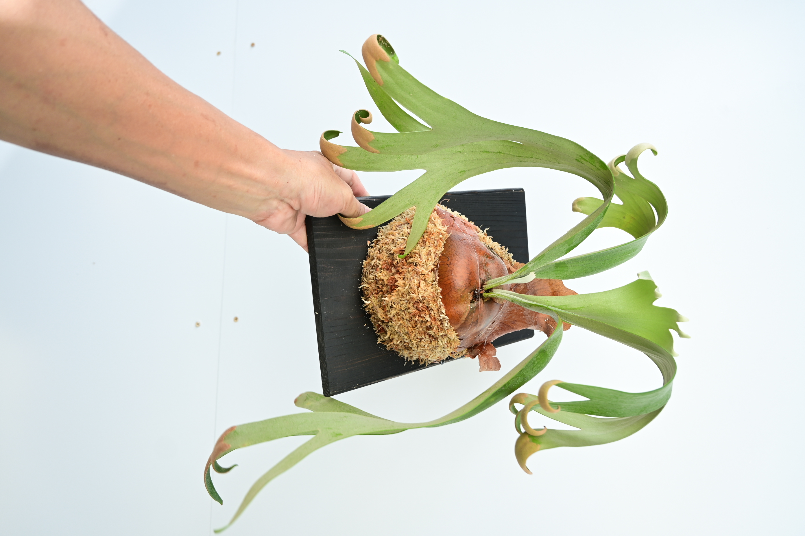 JPG 2784x1856 2406.4kb