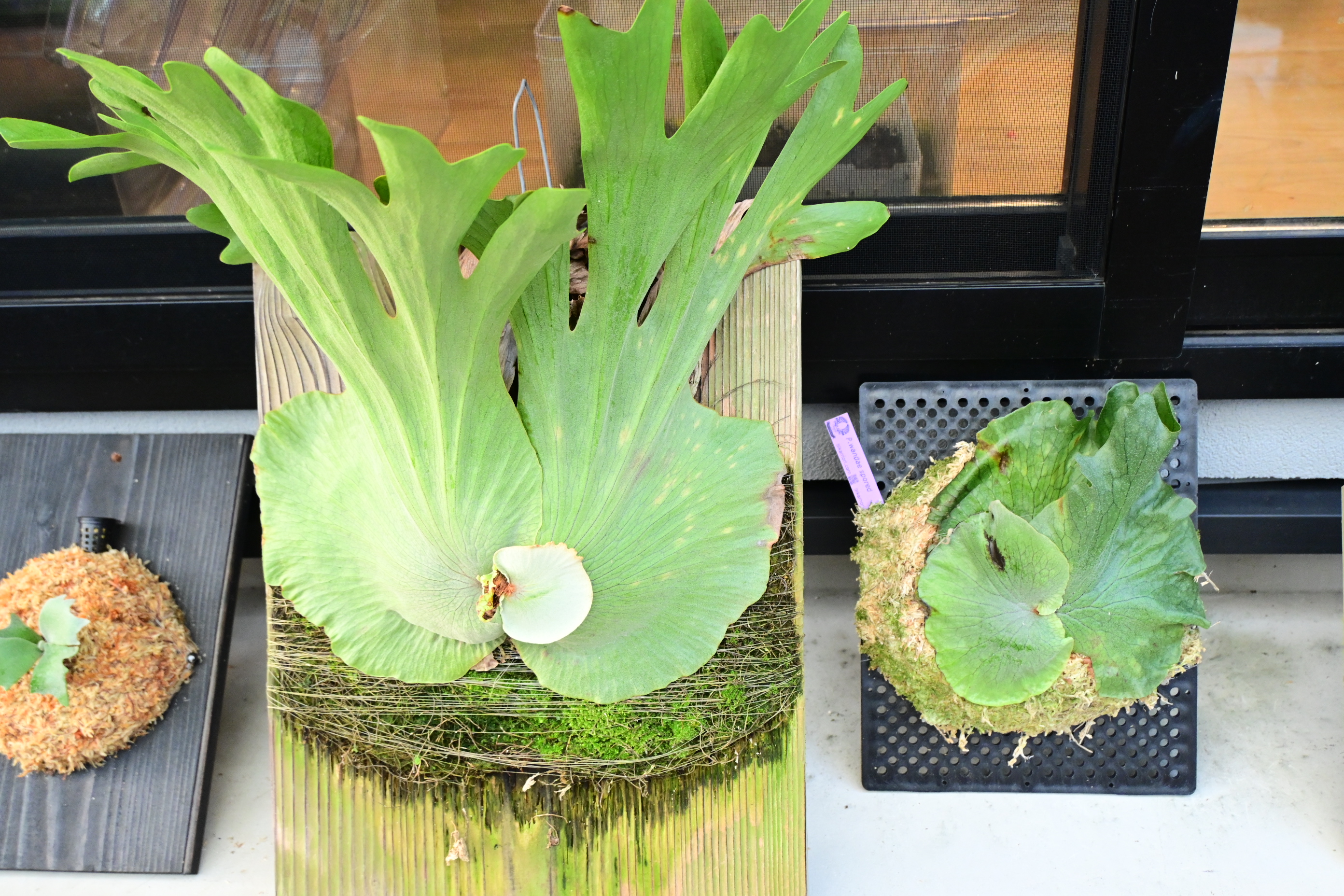 JPG 2784x1856 3796.9kb