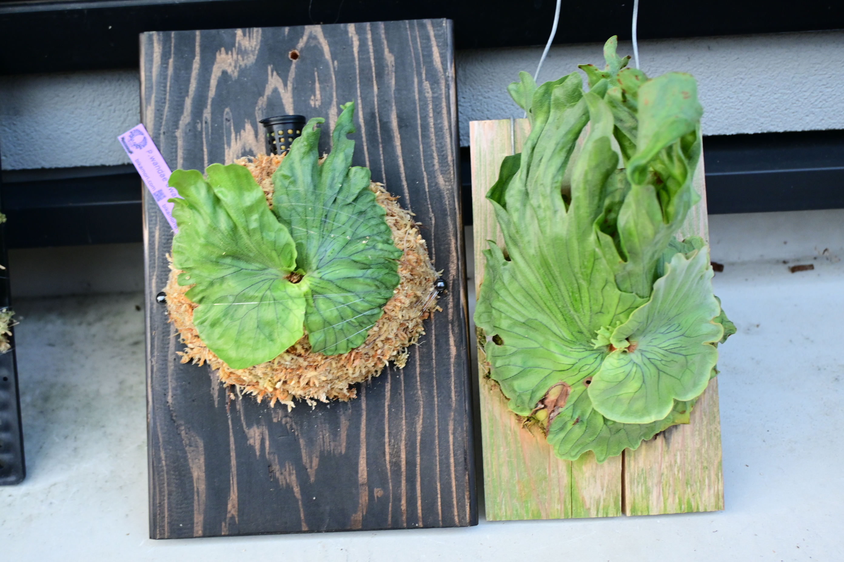 JPG 2784x1856 3483.6kb