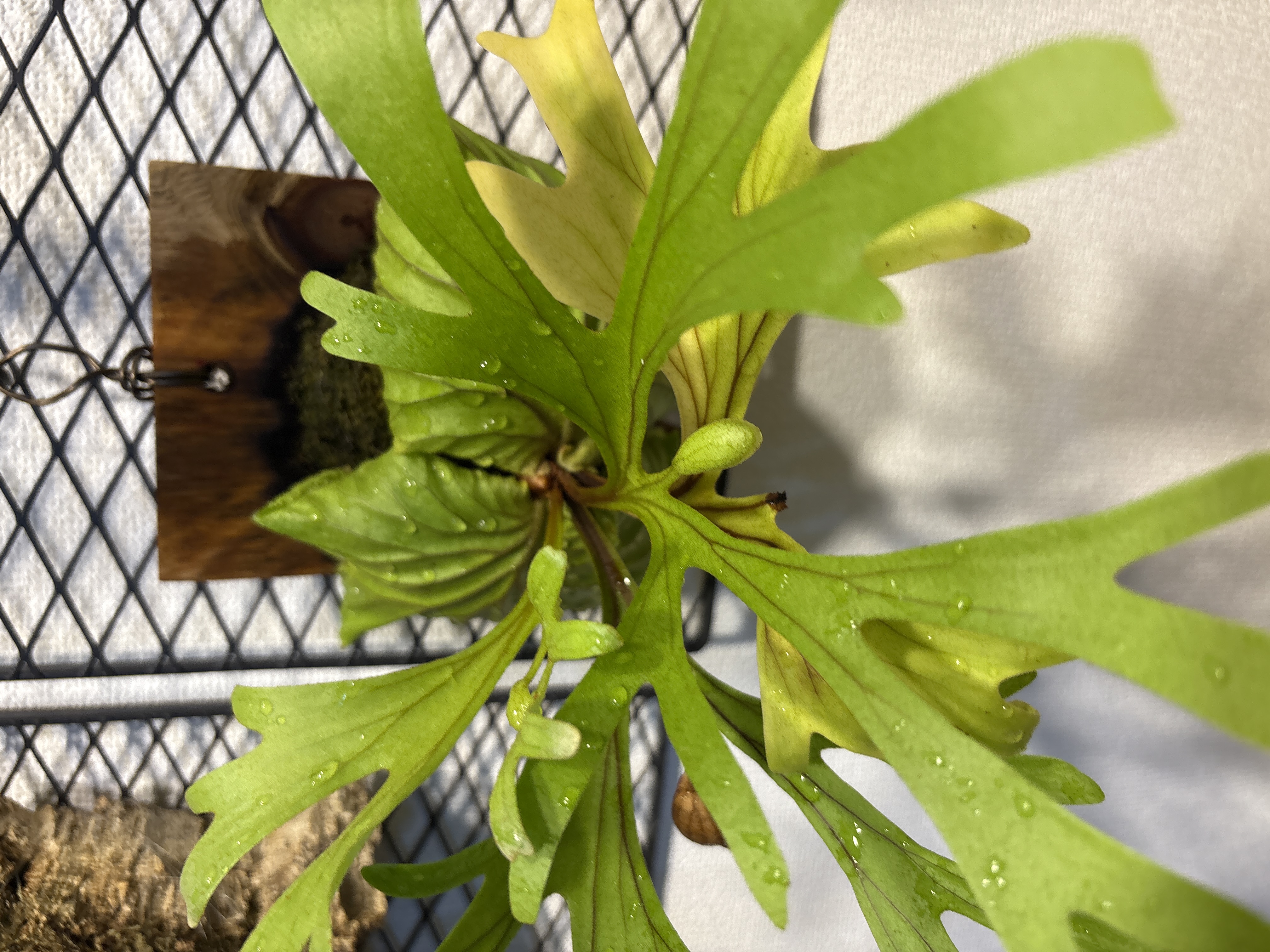 JPG 4032x3024 3054.2kb