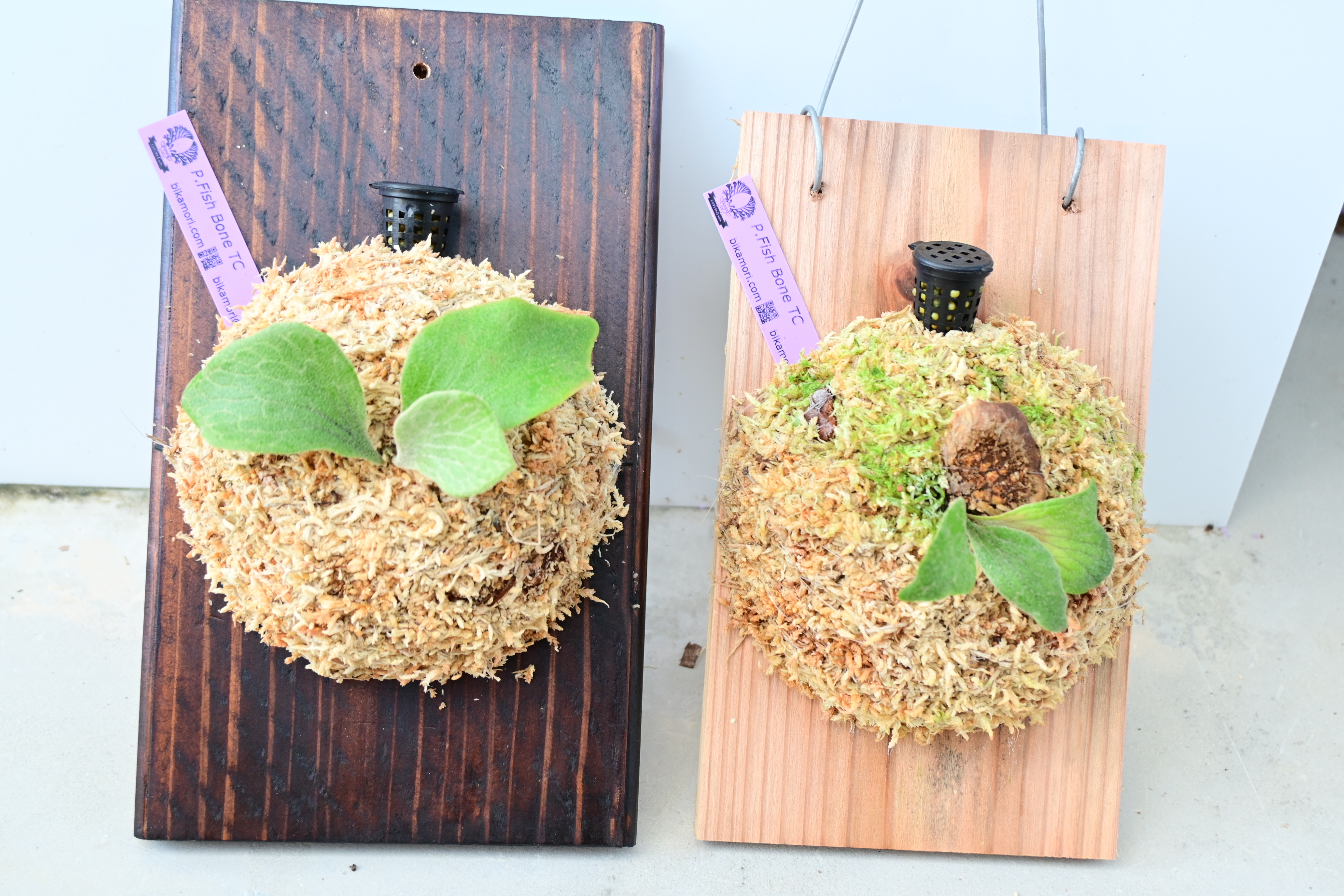 ビカクシダの森