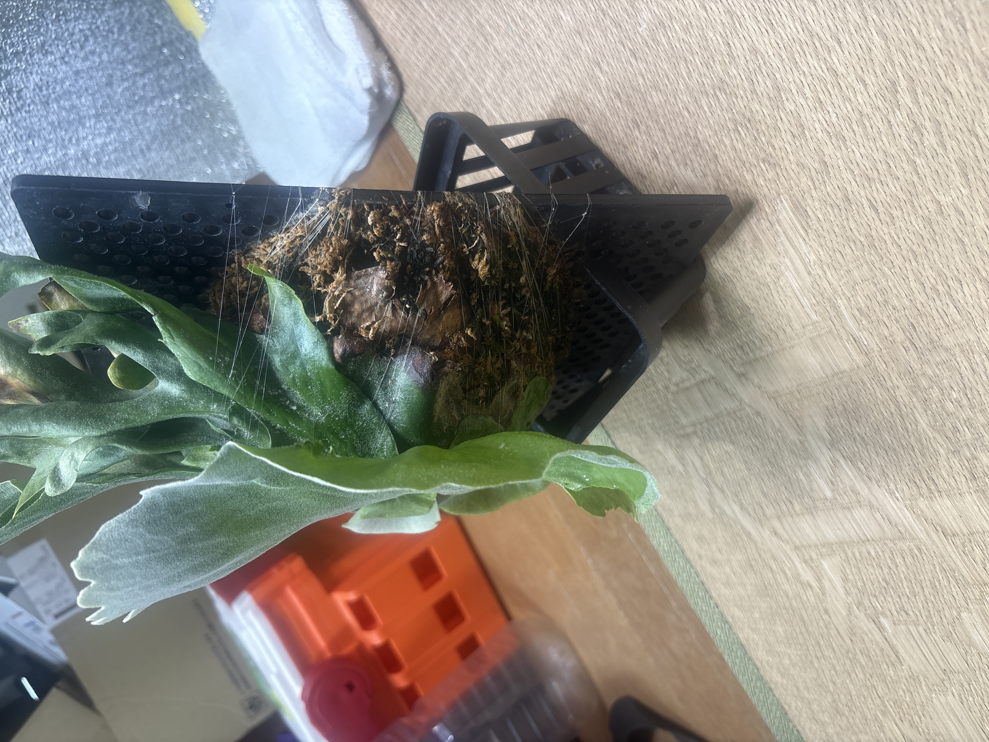 JPG 4032x3024 3361.4kb