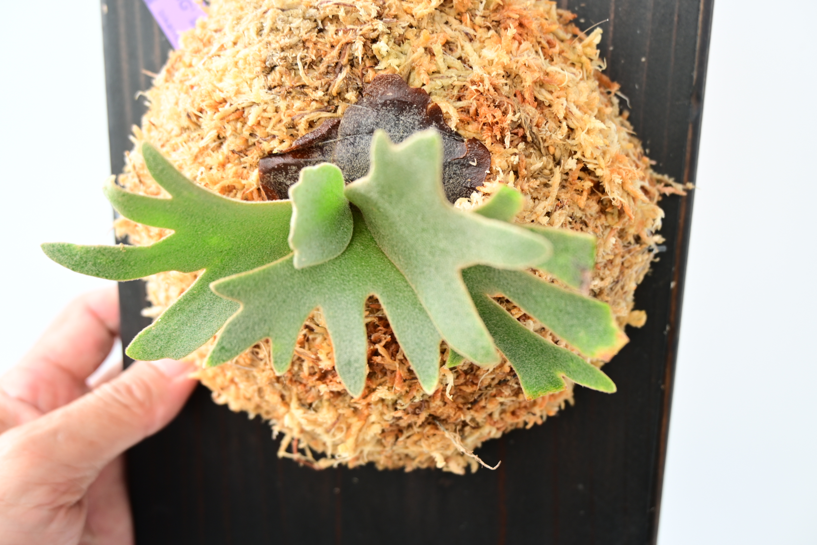 JPG 2784x1856 3285.6kb