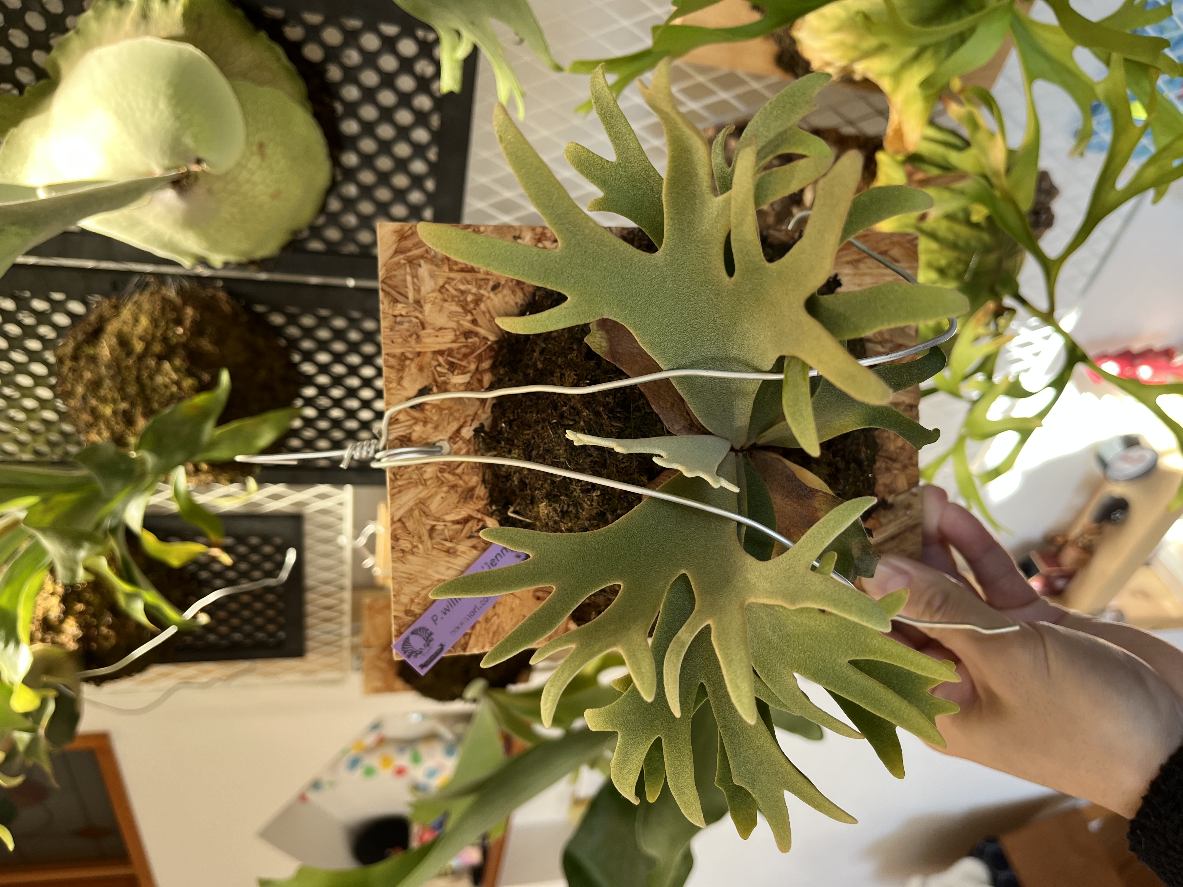 JPG 4032x3024 2616.9kb