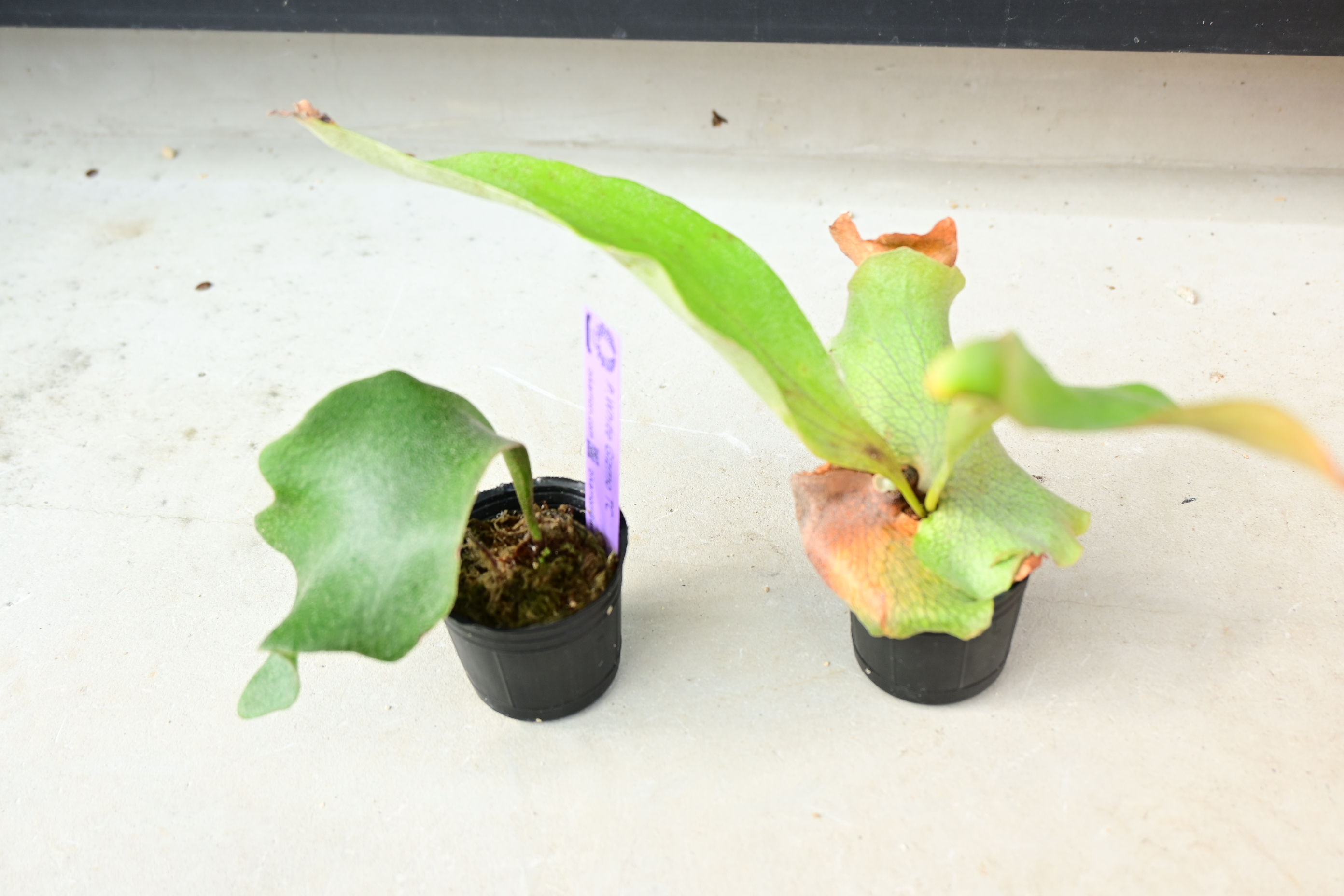 JPG 2784x1856 2553.6kb