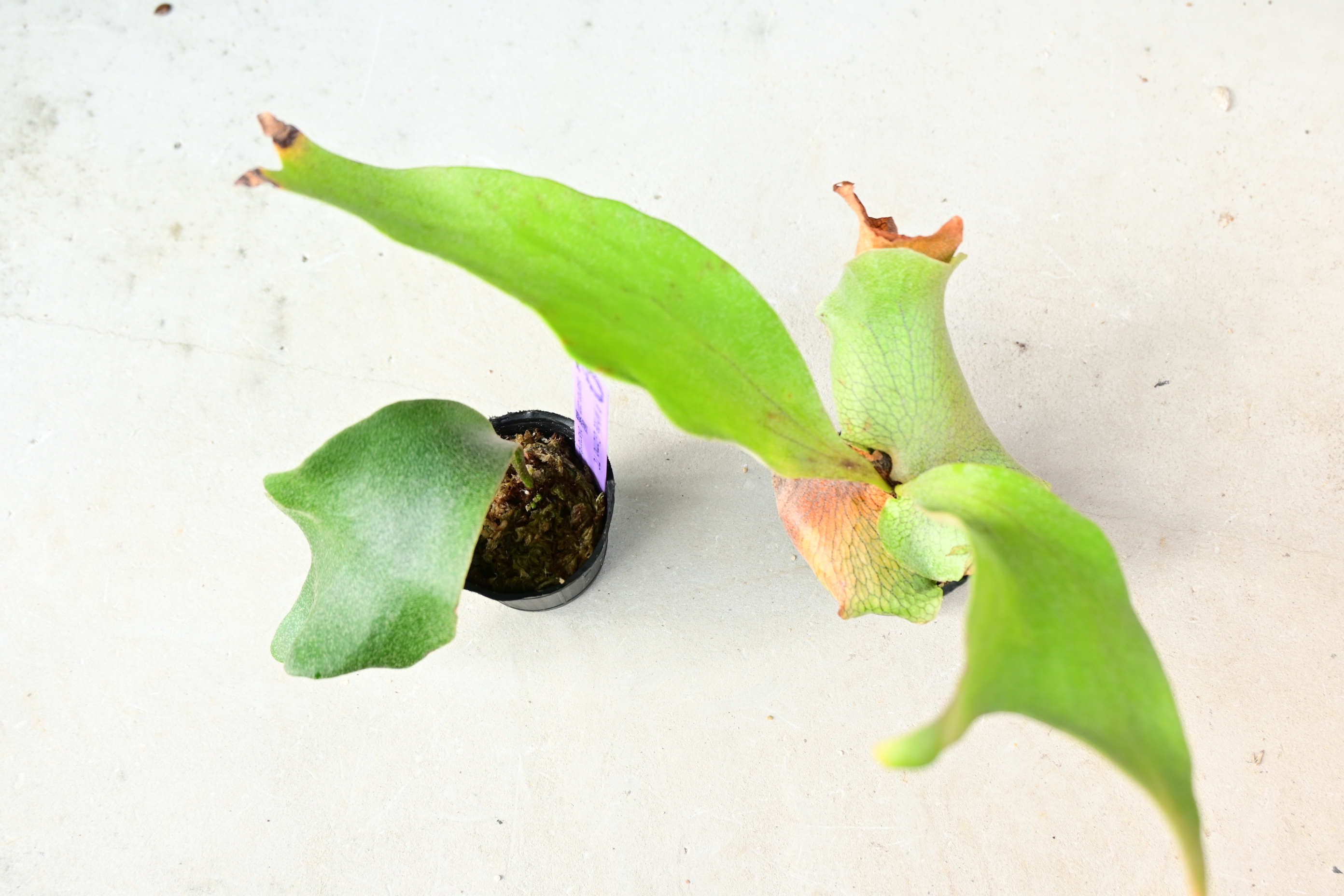 ビカクシダの森