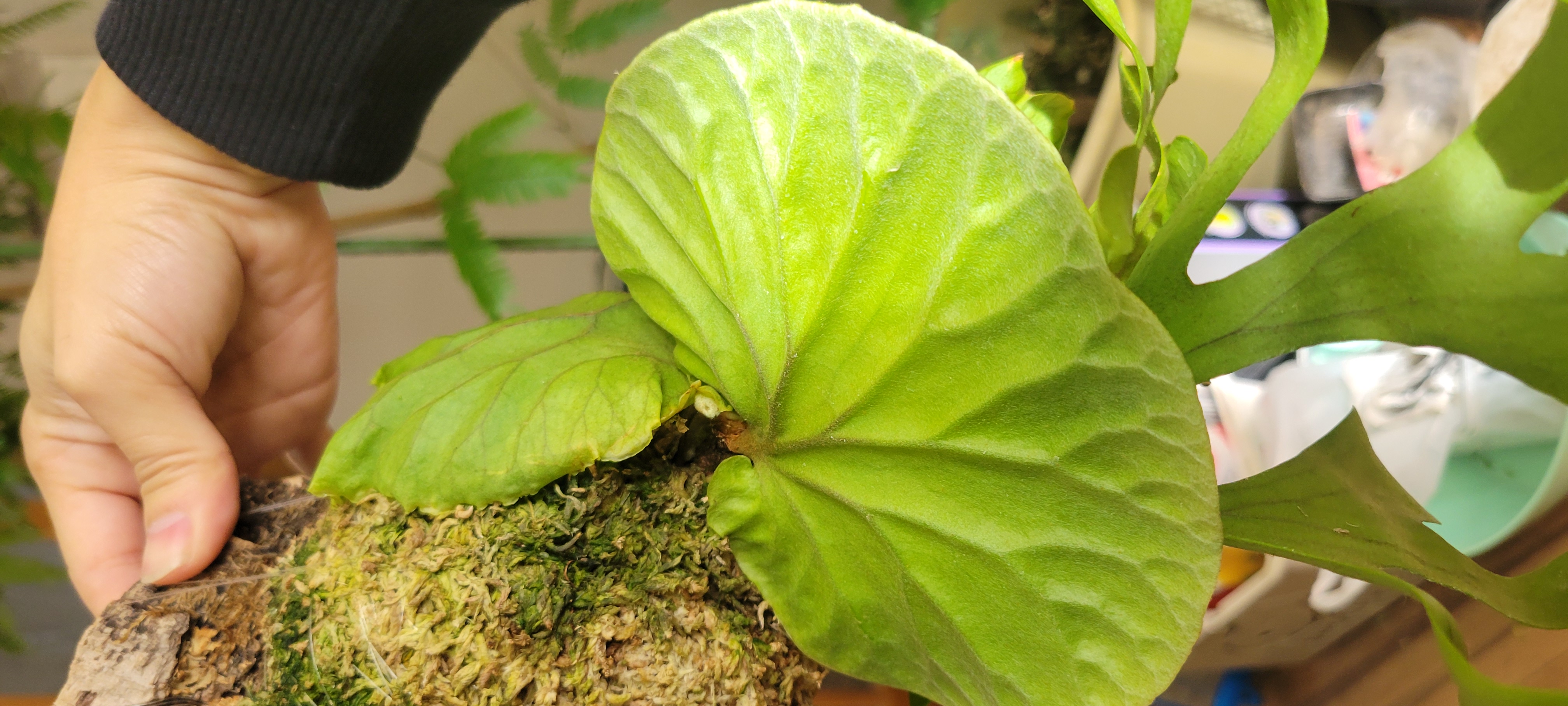 JPG 4032x1816 1860.0kb