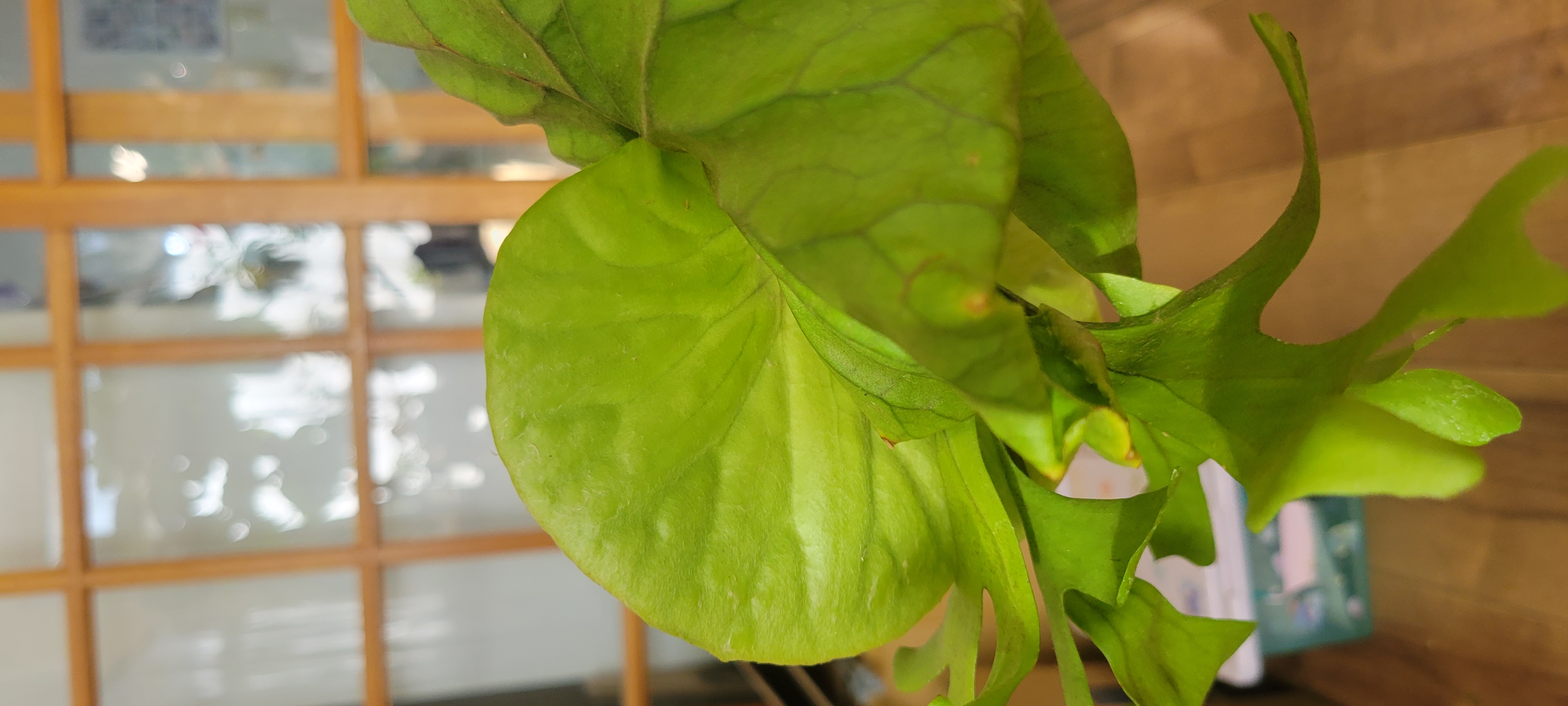 JPG 4032x1816 1554.4kb