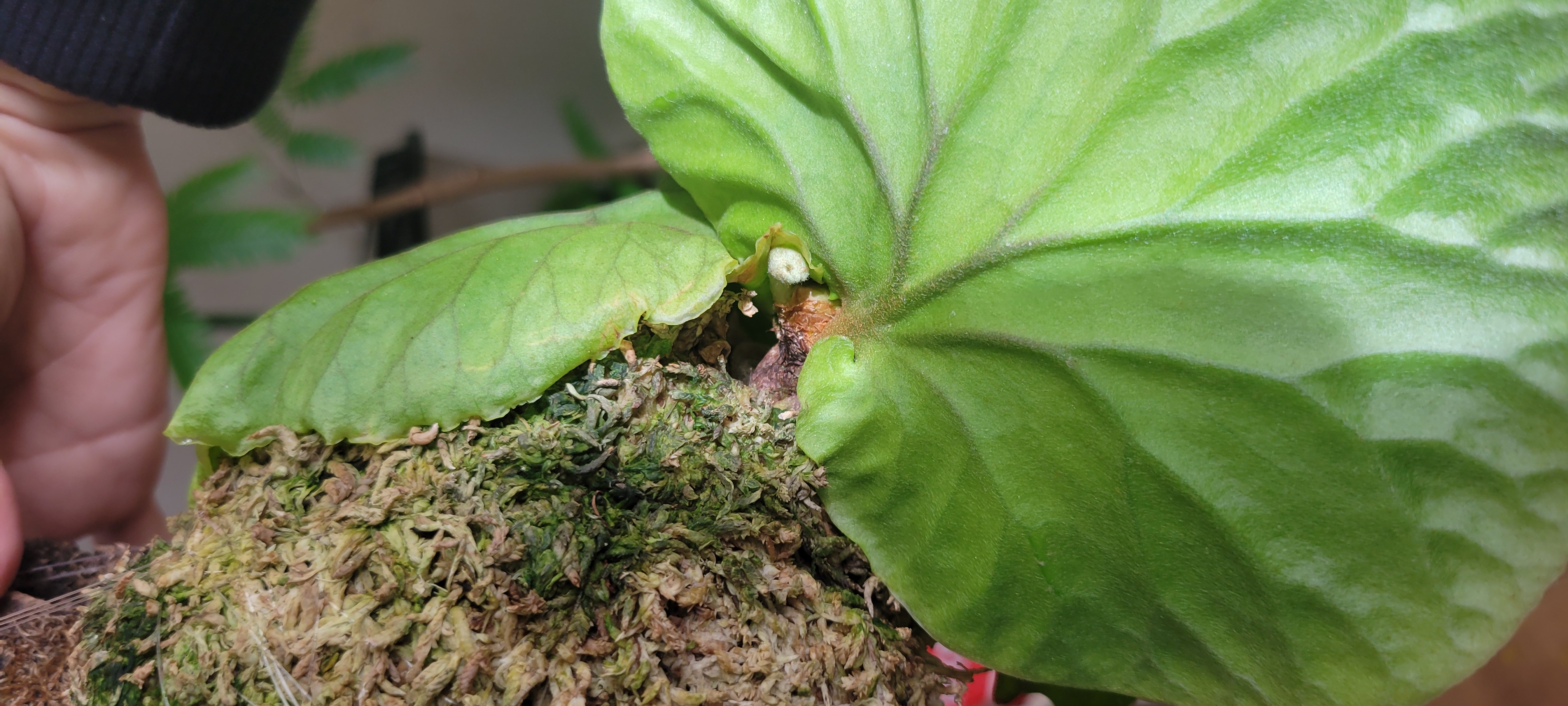 JPG 4032x1816 1808.0kb