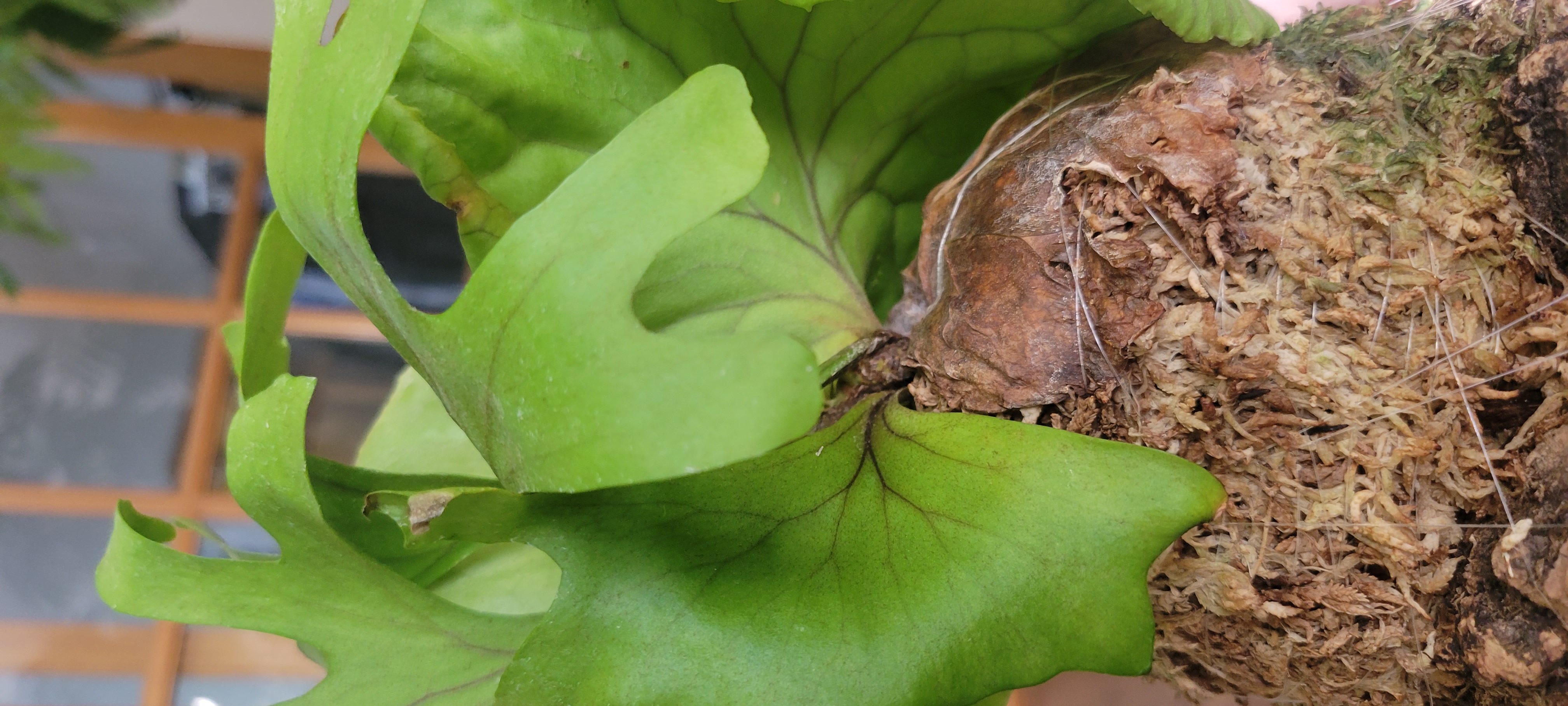 JPG 4032x1816 1851.5kb