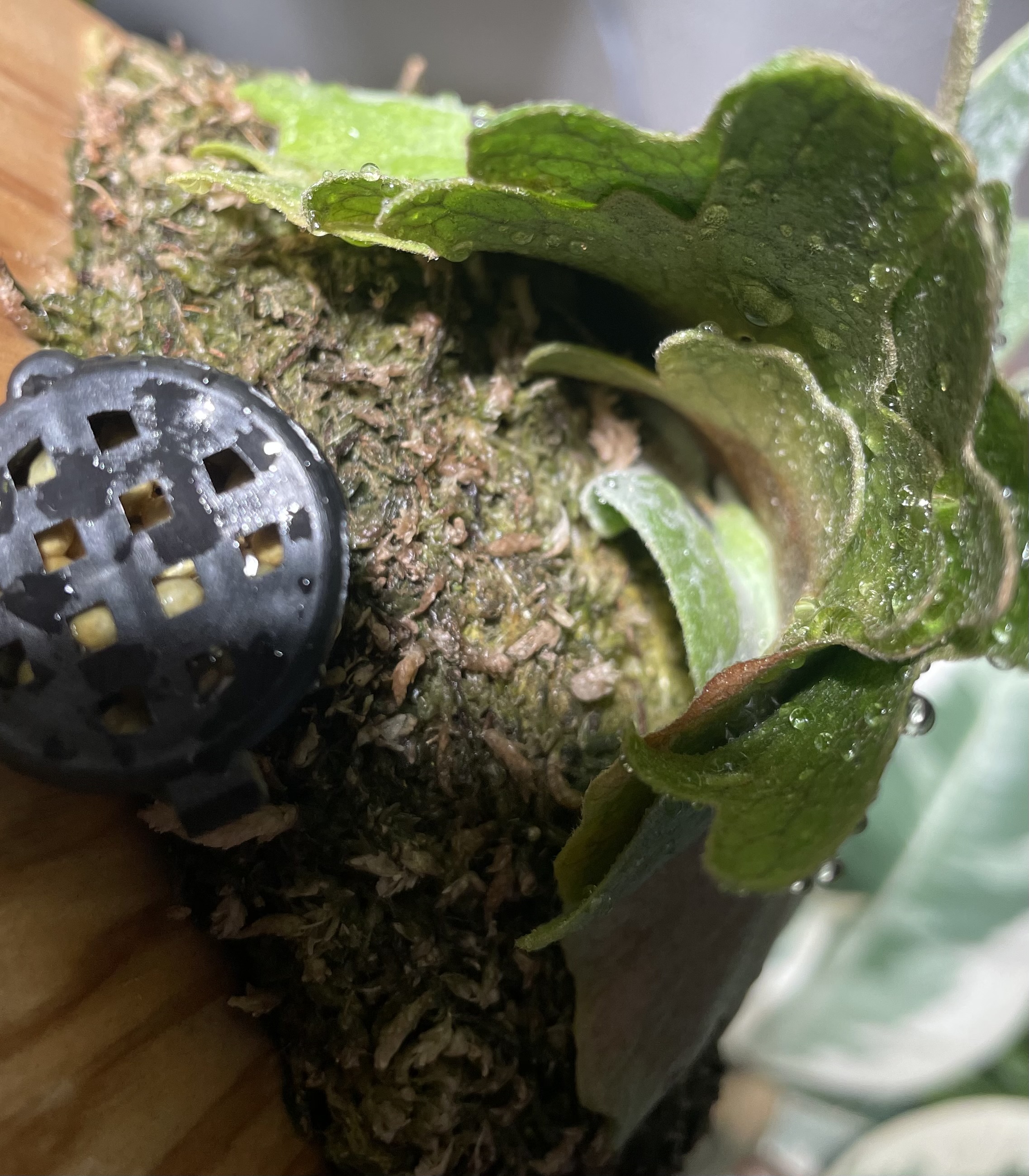 JPG 2275x2599 1399.1kb