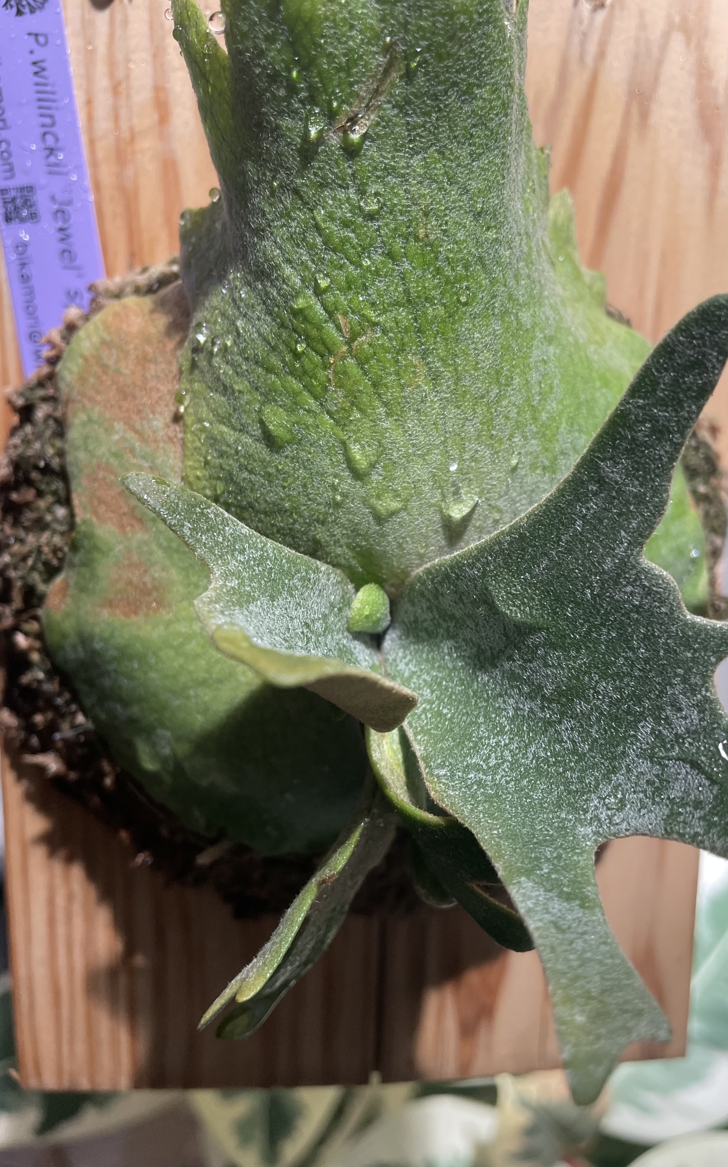 JPG 2486x3984 2757.3kb