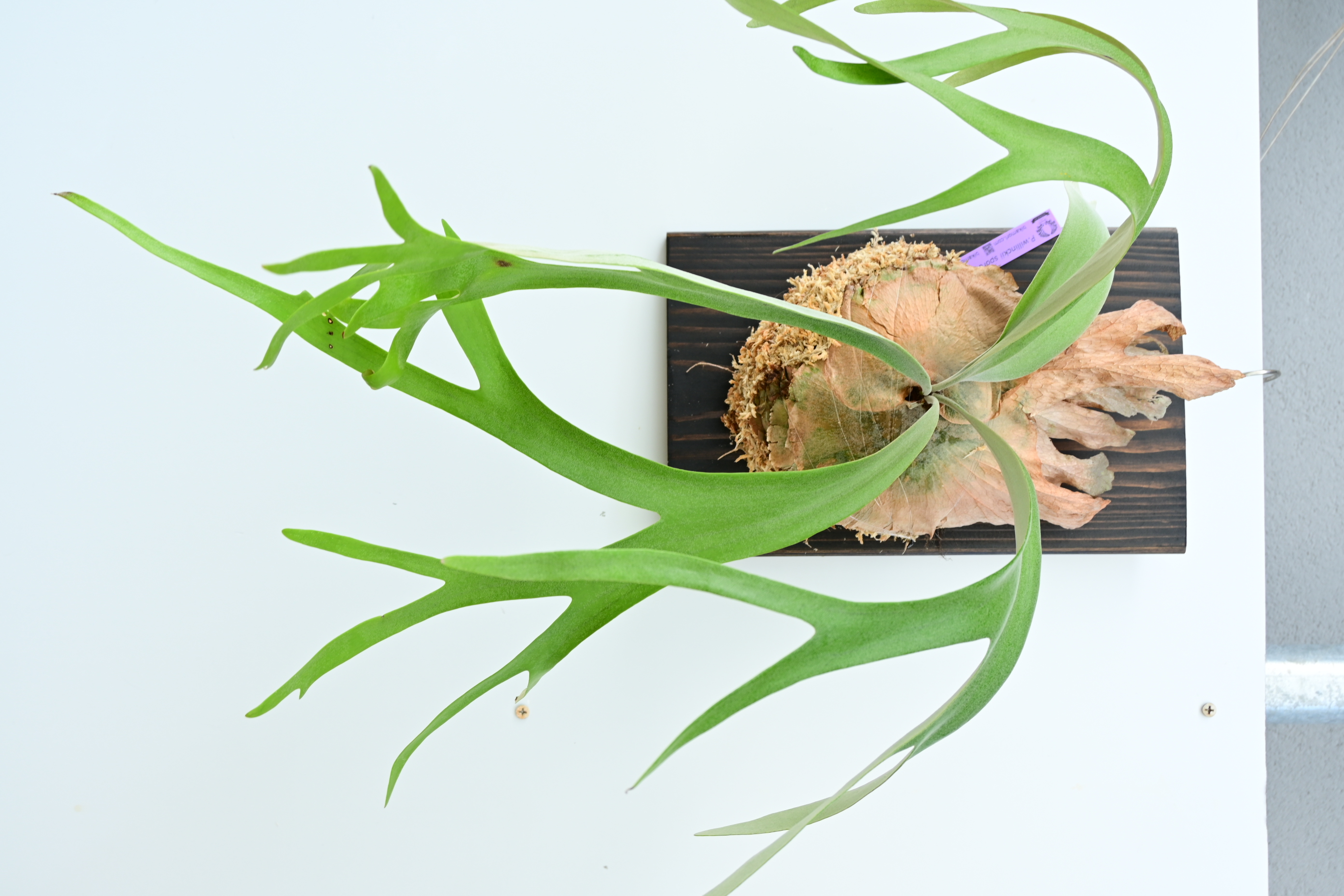 JPG 2784x1856 2416.6kb